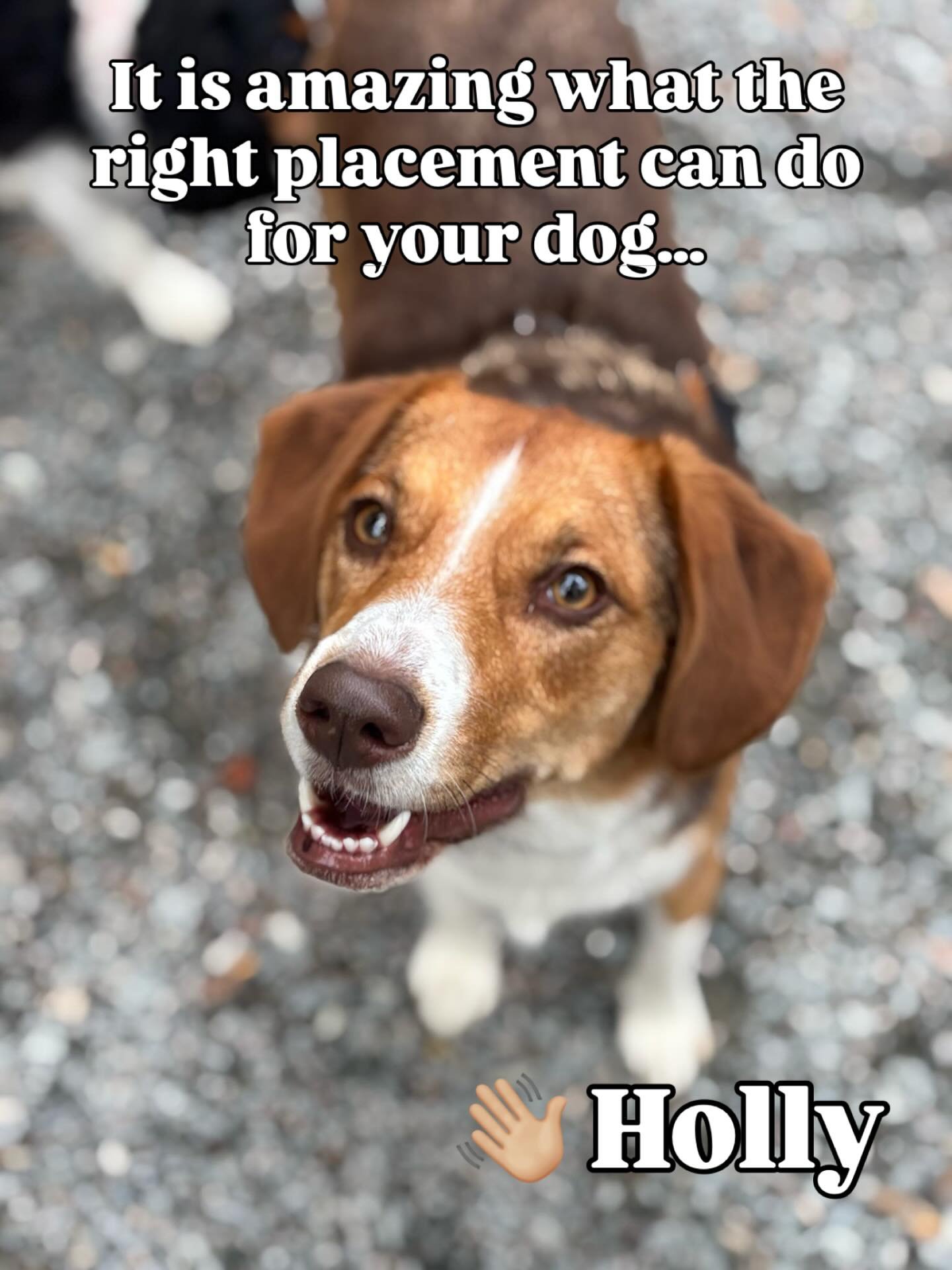 From shy observer to confident playmate! 🐾 Recently in our playgroup program Holly gradually found her courage, learning how to engage, share space, and interact safely with new friends. With patient introductions, thoughtful matching, and a supervi