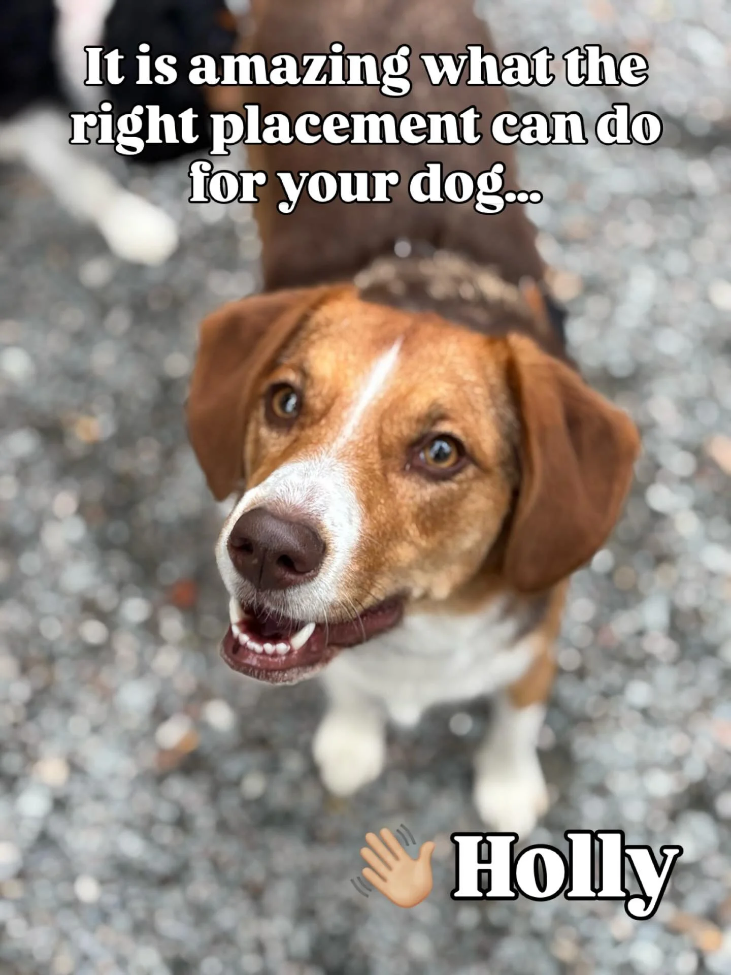 From shy observer to confident playmate! 🐾 Recently in our playgroup program Holly gradually found her courage, learning how to engage, share space, and interact safely with new friends. With patient introductions, thoughtful matching, and a supervi