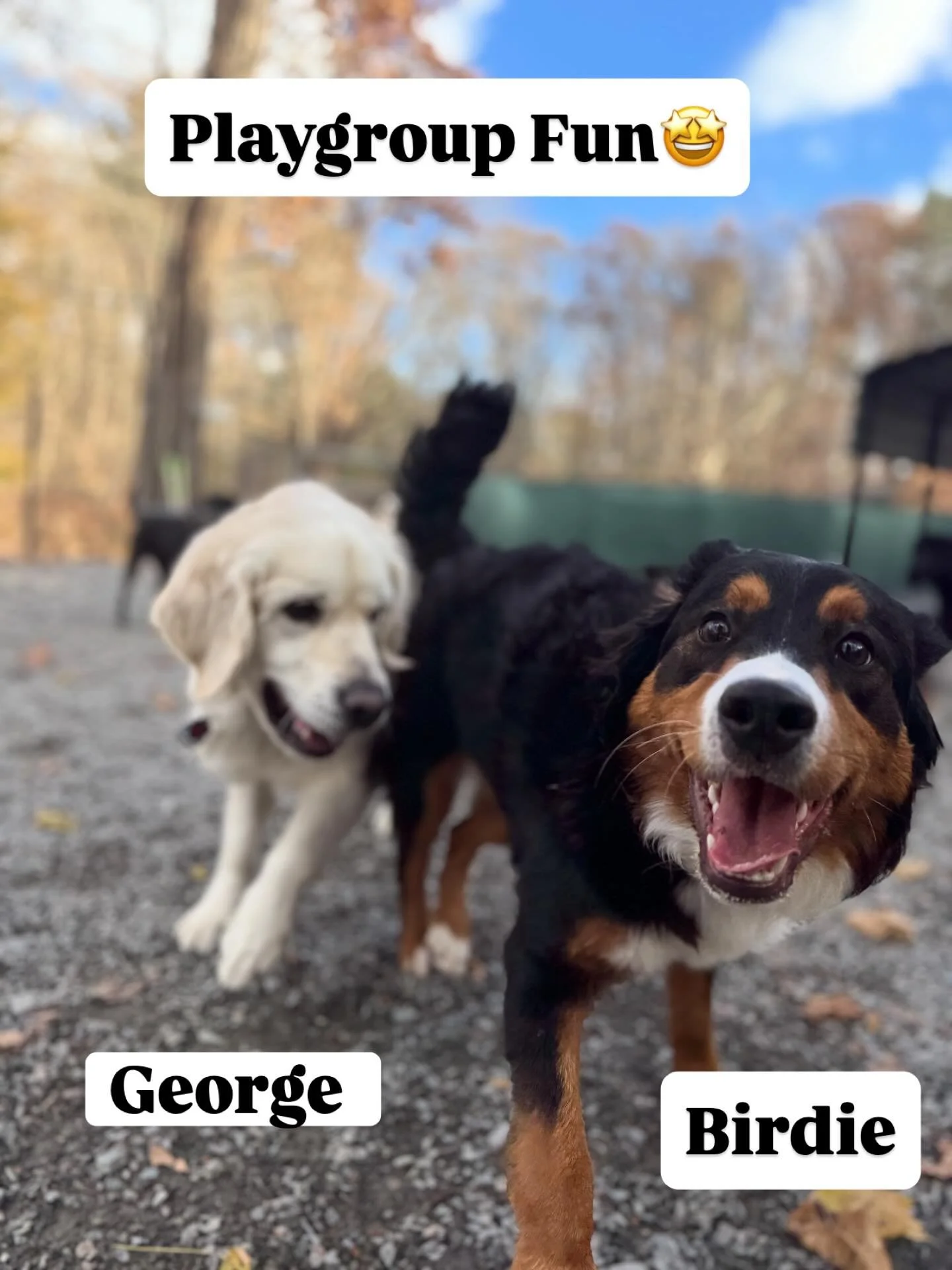 At LAP, we design personalized playgroups with curated matches based on playstyle, ensuring expert supervision. Every pup has a safe and enjoyable experience with their ideal playmates 🐾✨

#DoggyDaycare #LifesAPooch #Medfield