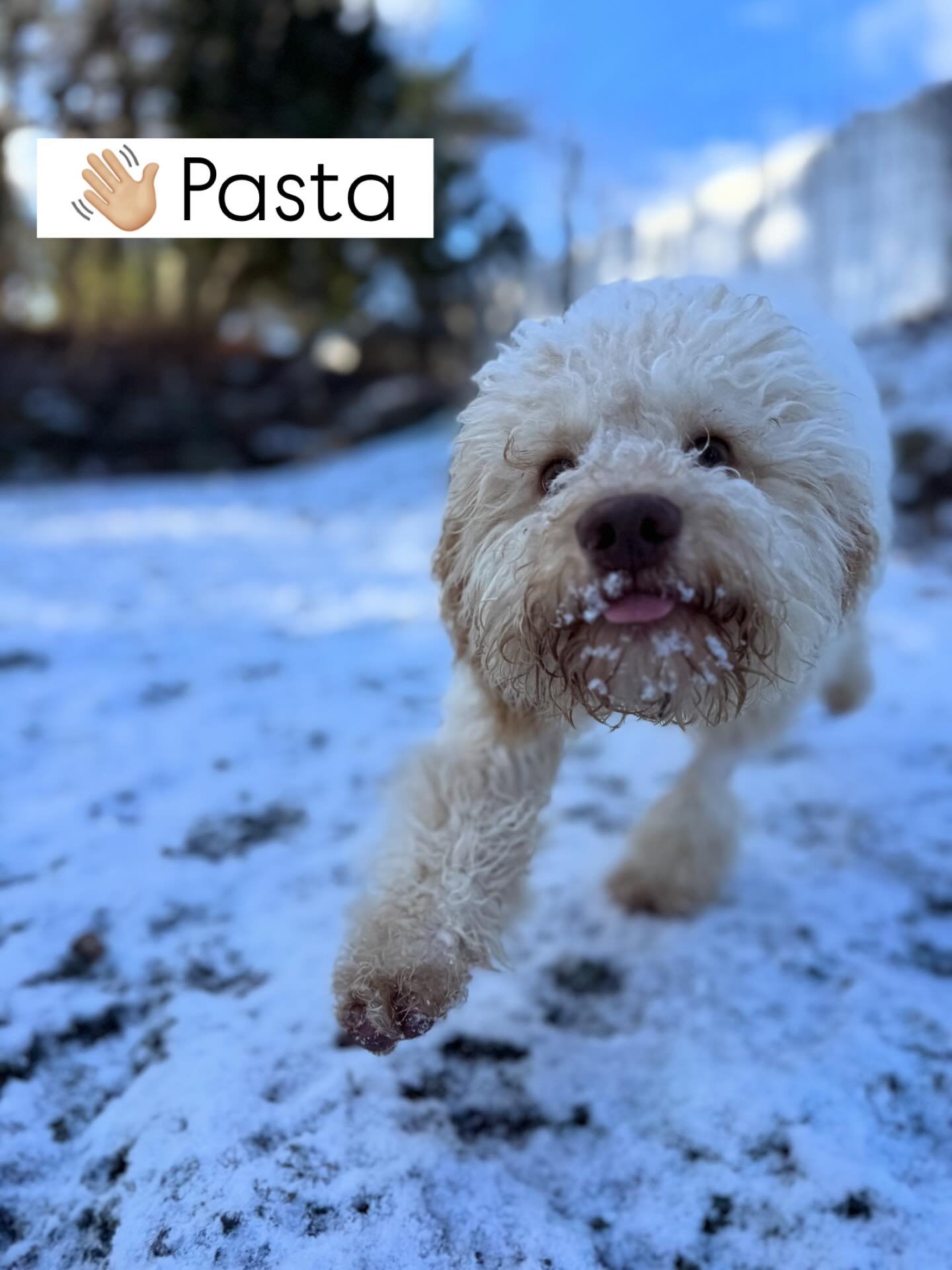 Welcome to the LAP FAMILY, Pasta!

First day of playgroup and she&rsquo;s already showing us who she is &mdash; curious, spirited, and full of joyful wiggles. She found a group that matches her playful pace, and those first social moments are helping