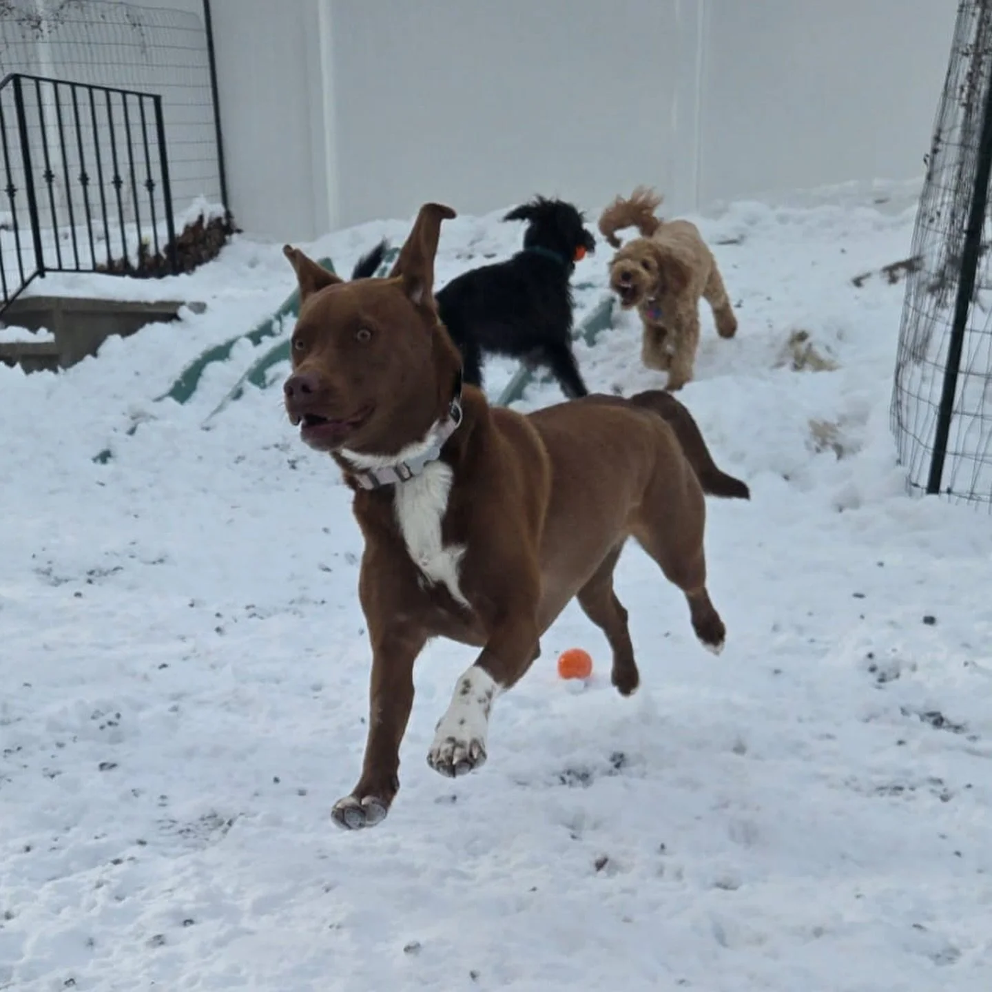 These smiles and zoomies don&rsquo;t stay at playgroup. They come home with your dog.

Safe, structured socialization helps dogs:
&nbsp;&nbsp;&nbsp;&nbsp;&bull;&nbsp;&nbsp;&nbsp;&nbsp;Build confidence around other dogs
&nbsp;&nbsp;&nbsp;&nbsp;&bull;&