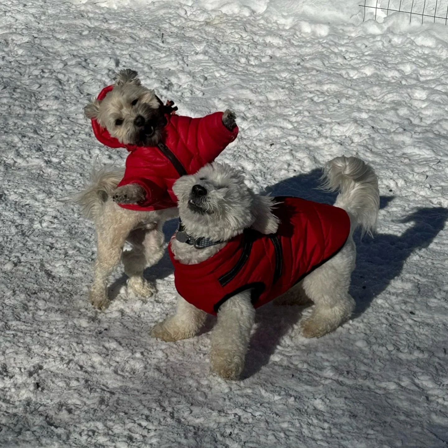 Your dog doesn&rsquo;t walk into a mystery every time they come to Life&rsquo;s A Pooch. They walk into a routine that feels familiar and safe.

Same standards. Same safety rules. Same careful pairings. That consistency is what lets them fully relax 