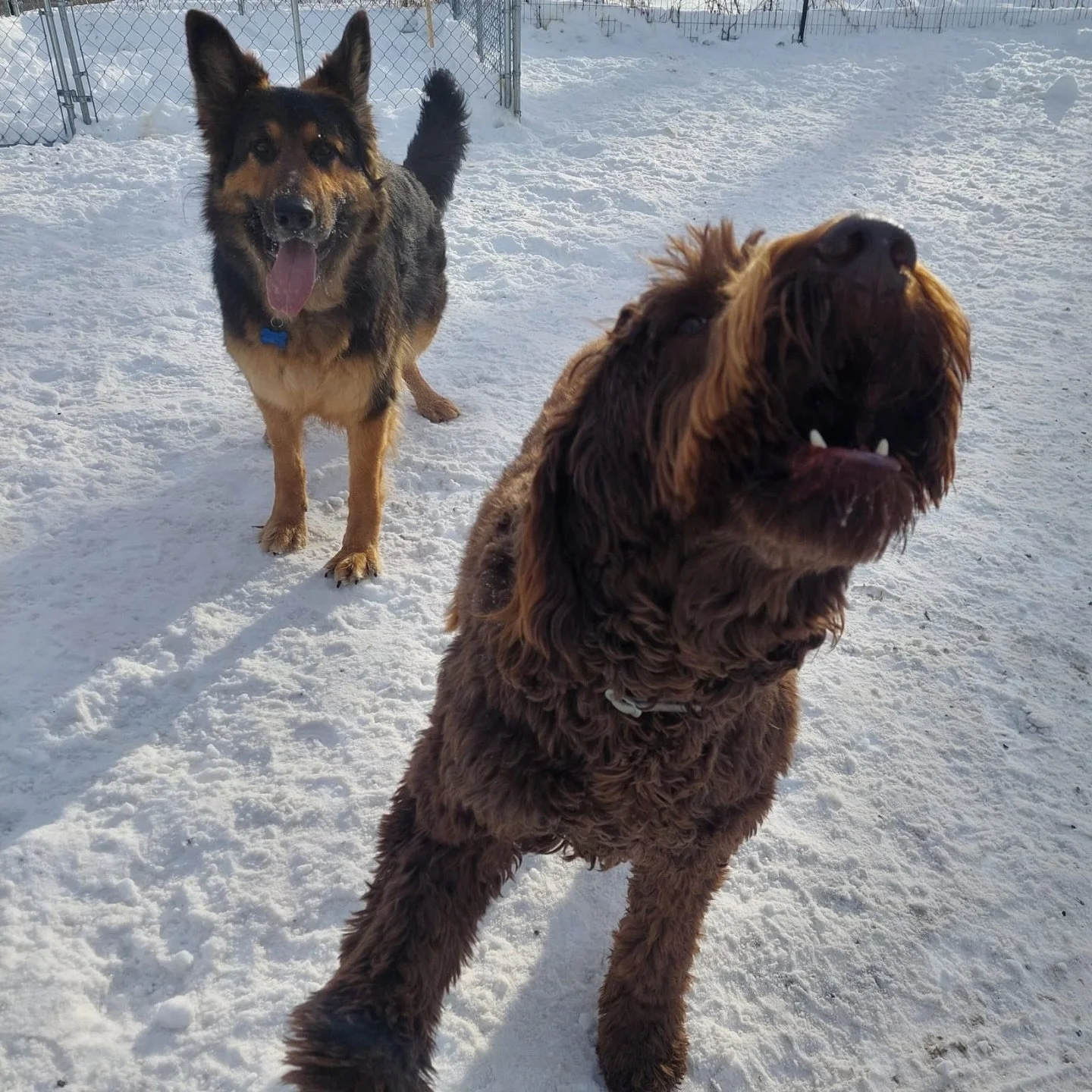 Breed Inclusive. Behavior Focused.

You&rsquo;ll see a mix of breeds, shapes, and sizes in our playgroups&hellip; on purpose.

❌ We do&nbsp;not&nbsp;exclude based on breed.
✅ We&nbsp;do&nbsp;have zero tolerance for reactivity or aggression in group p