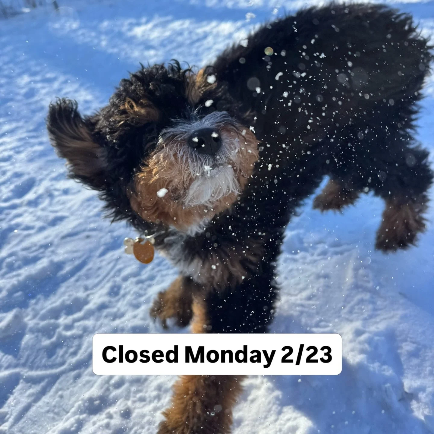 Due to the incoming storm, we will be closed (all playgroups, walks and training cancelled) on Monday February 23rd out of an abundance of caution to keep all pups and staff safe. 
 If you are interested in an alternative day this week reply to this 
