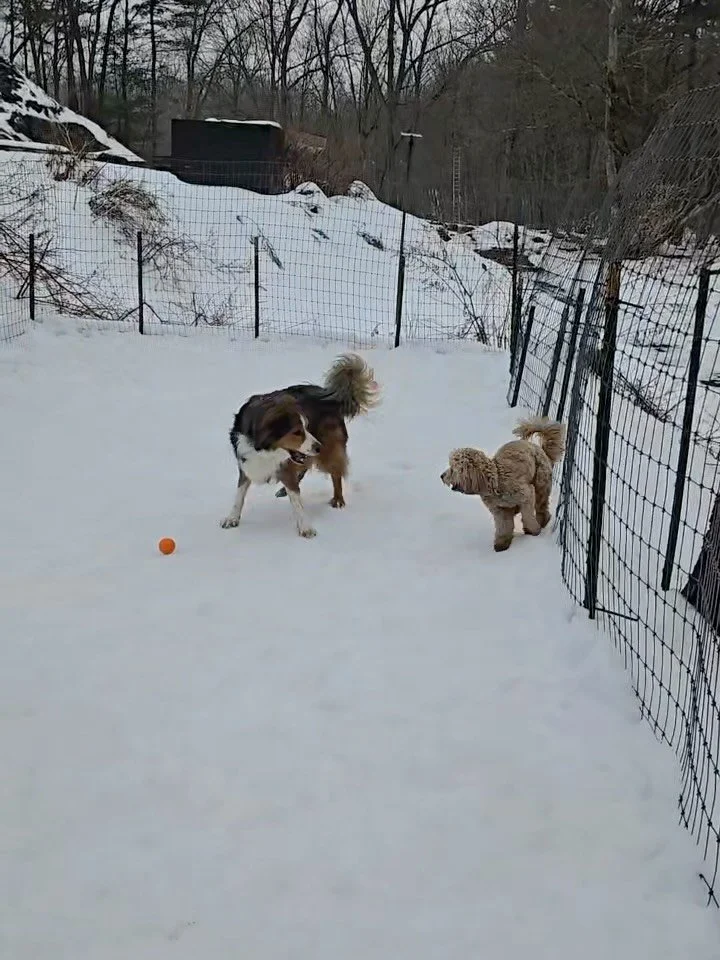 Happy, Tired&hellip; Not Overdone.

There&rsquo;s a big difference between &ldquo;happy tired&rdquo; and &ldquo;fried.&rdquo;

Our job is to help pups find their sweet spot:
&bull; Just enough zoomies.
&bull; Just enough wrestling.
&bull; Plenty of s
