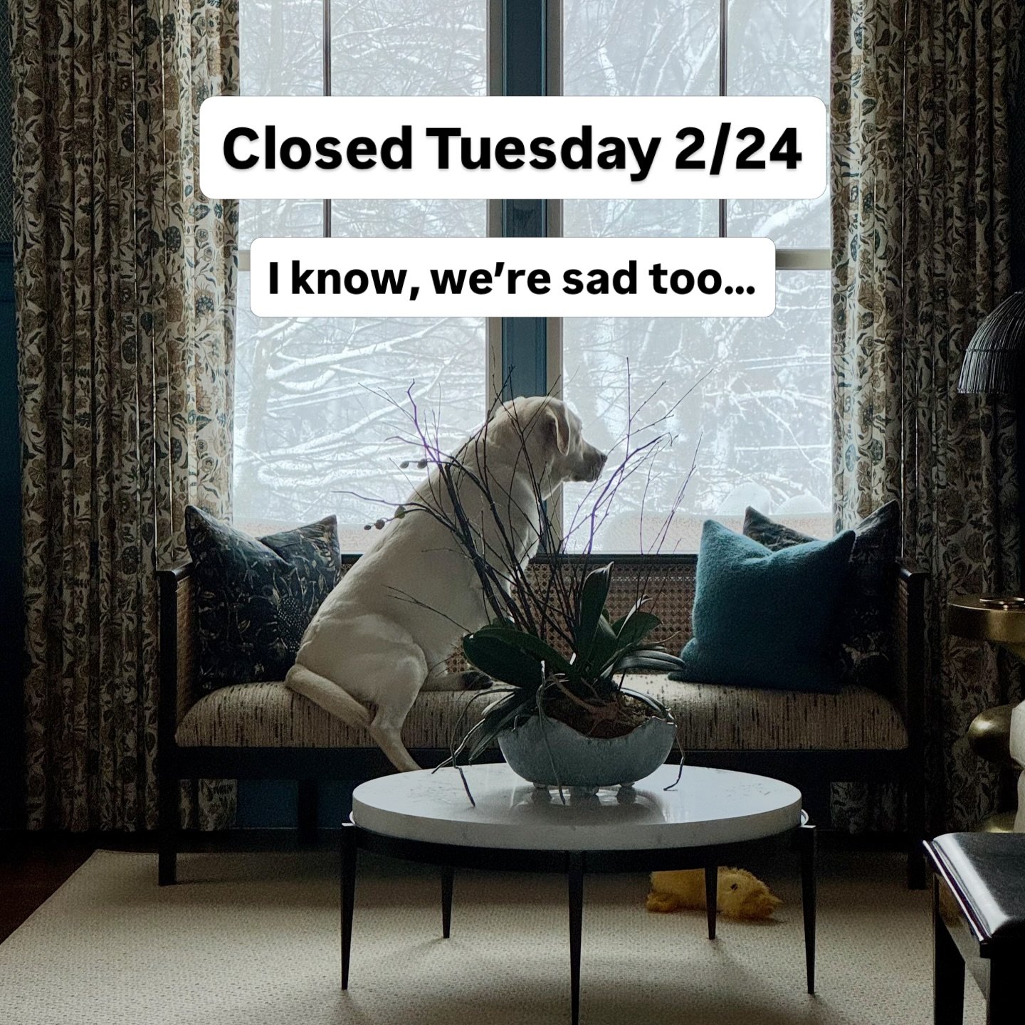 Due to the magnitude of the storm we will be closed Tuesday 2/24 in order to allow an additional day for snow clean up.

We have opened up additional playgroup spots on Friday for currently enrolled pups who are interested in adding another day this 