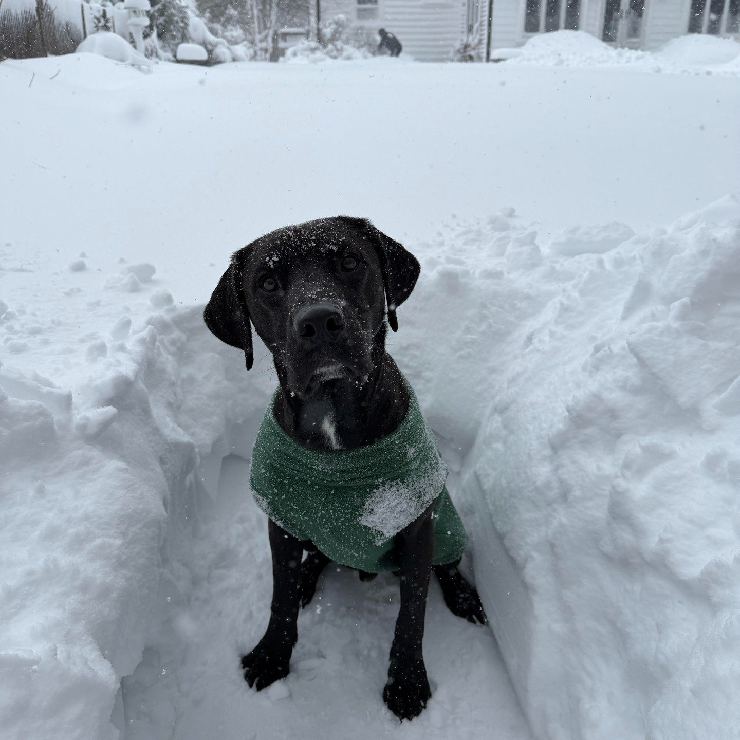 Snow day roll call ❄️

We missed your pups on Monday &amp; Tuesday, but seeing them all bundled up, snoozing, and playing in the snow has absolutely melted us.

Two whole days without their LAP buddies is a lot when you&rsquo;re a social butterfly, p