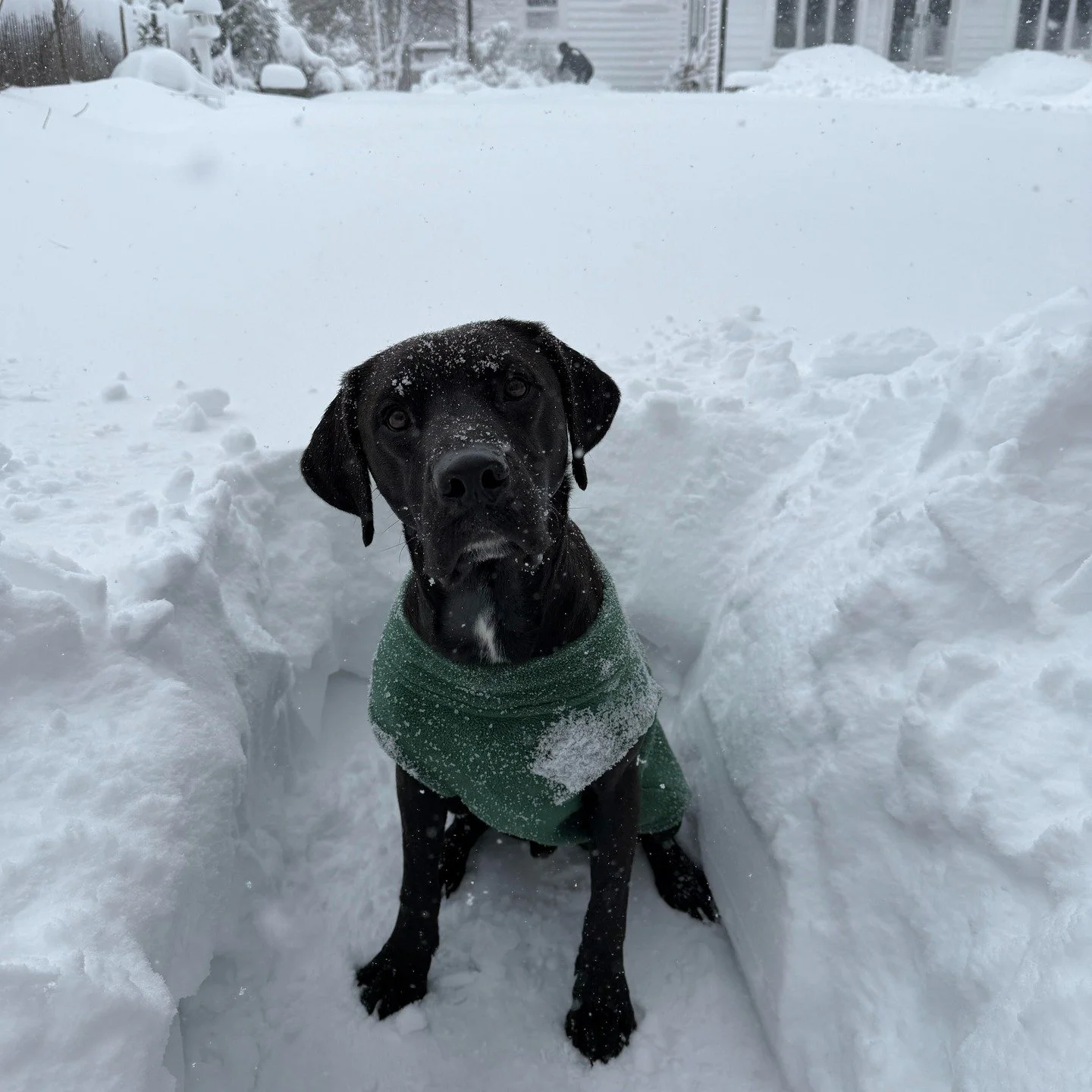 Snow day roll call ❄️

We missed your pups on Monday &amp; Tuesday, but seeing them all bundled up, snoozing, and playing in the snow has absolutely melted us.

Two whole days without their LAP buddies is a lot when you&rsquo;re a social butterfly, p