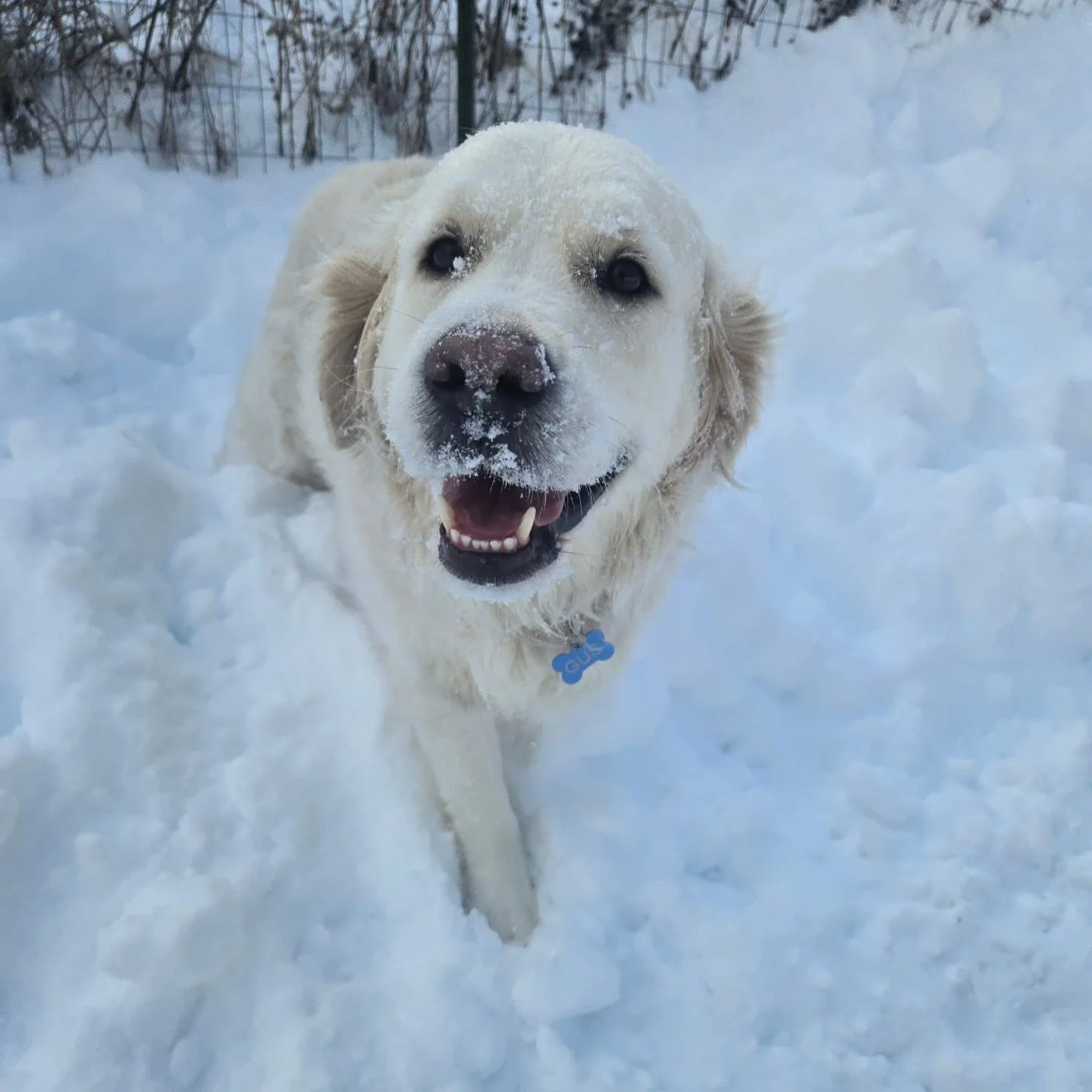 By the time you see these happy, wiggly photos, a lot has already happened: meet &amp; greets, introductions, slow build-ups in group, and ongoing staff training.

Some of the dogs in these pictures have put in real work to be able to enjoy safe grou