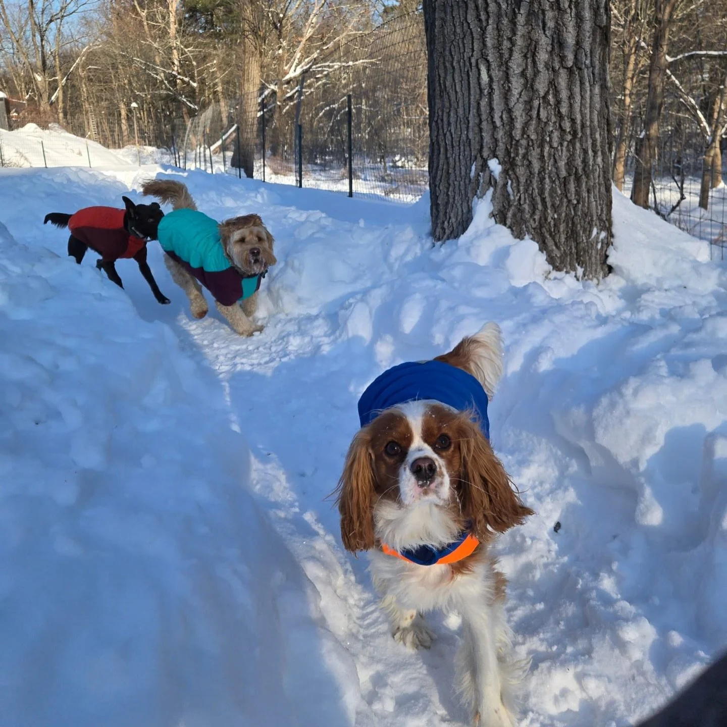 We&rsquo;re Not Just &ldquo;Dog People&rdquo;&hellip;We&rsquo;re Your Dogs&rsquo; People.

We don&rsquo;t see &ldquo;a bunch of dogs in the yard.&rdquo;

We see:
Penny, who loves chase.
Stella, who needs a slow warm-up.
Gus, who will always find the 
