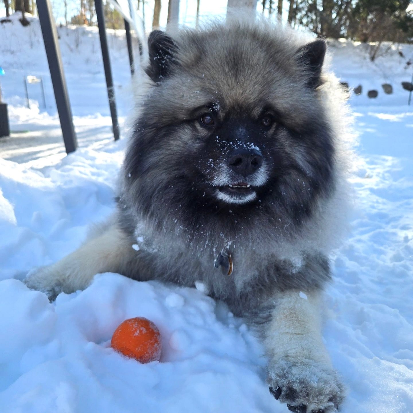 The orange balls at Life&rsquo;s A Pooch are kind of a big deal.

A lot of parents tell us, &ldquo;Our old place could&nbsp;never&nbsp;have balls out. It would start a fight.&rdquo; And honestly&hellip; in most busy, chaotic yards, they&rsquo;re righ