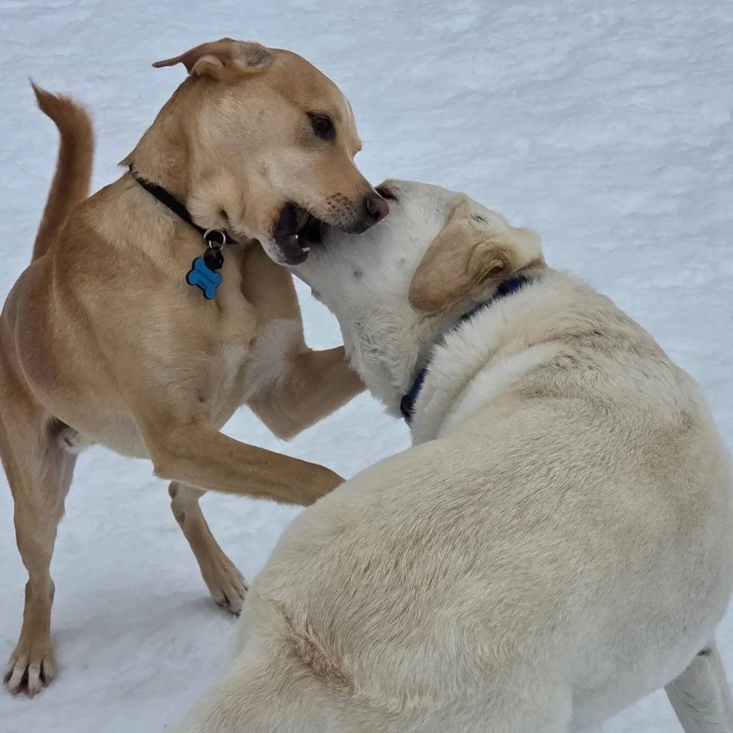 Some of our best friendships here started before playgroup ever did.

A lot of pups can jump right into group. But some of our dogs start with one-on-one training first: building confidence, learning basic obedience (recall, sit, no jumping, etc), an