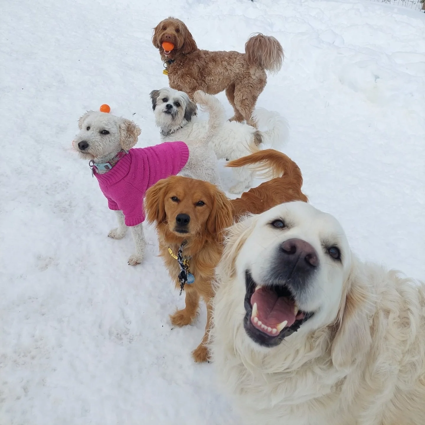 Why we don&rsquo;t do all‑day daycare

These photos capture 60&ndash;90 minutes of focused, structured play, not a full day of waiting around.

Our groups are designed so dogs run, chase, play, and explore the entire time, then go home pleasantly tir