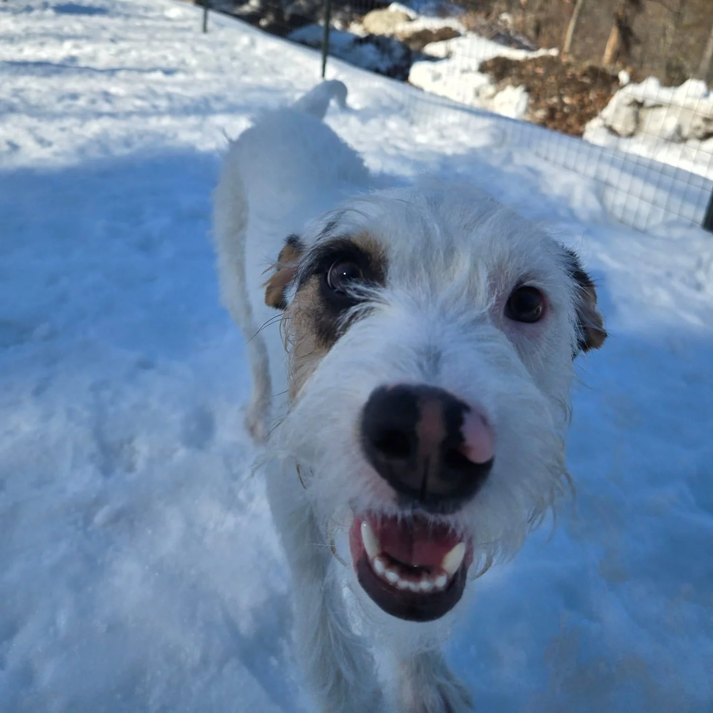 ✨The best part of their week✨

Ask our regulars and they&rsquo;ll tell you: their dogs know our schedule better than they do.

The ears perk up when the van pulls in. 
The happy spins at the door. 
The deep, content sleep afterward.

That rhythm is i