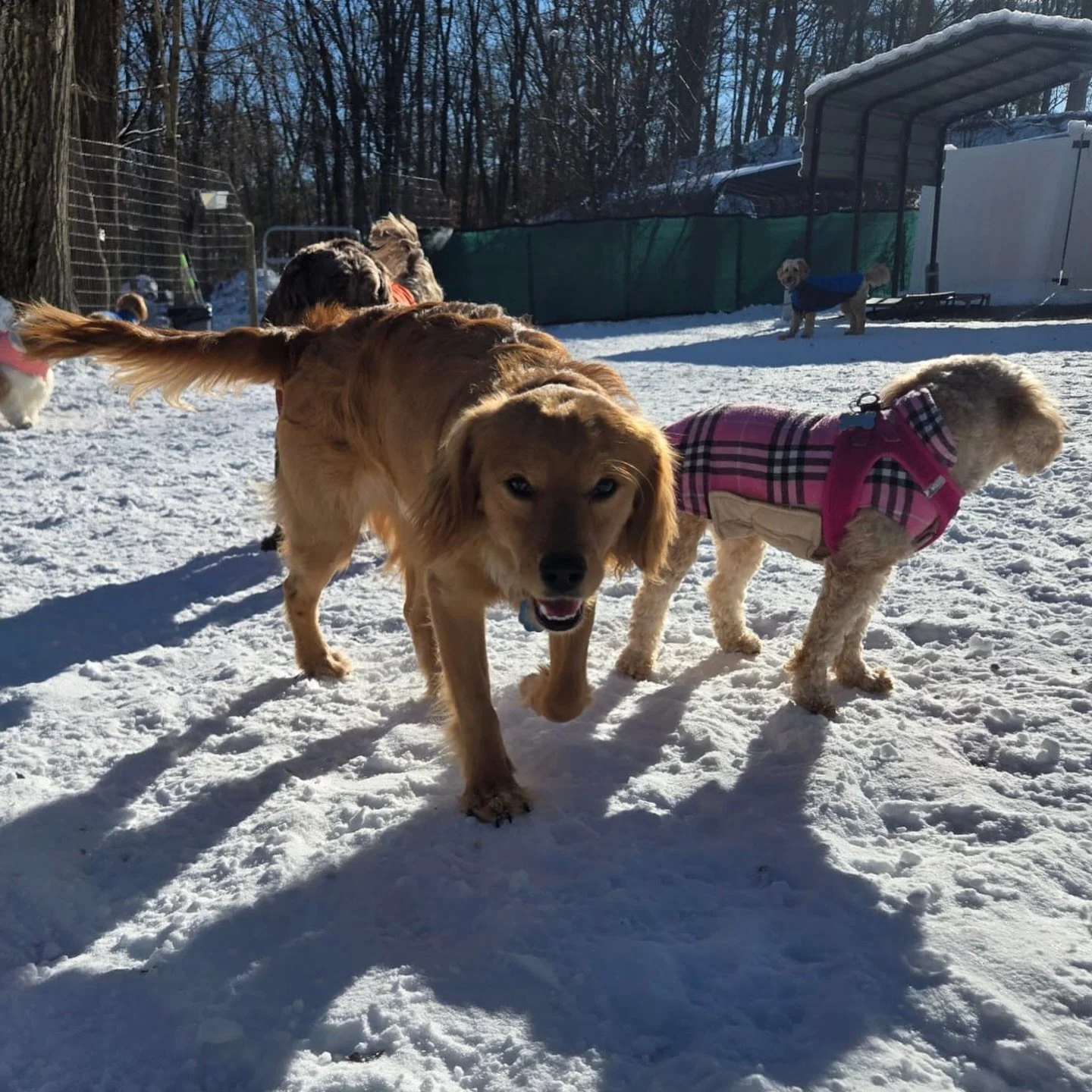 Balanced play, not chaos.

Happy play photos are fun to post, but what you do not see are all the moments we gently interrupt and redirect.

We step in early to prevent:
&nbsp;&nbsp;&nbsp;&nbsp;&bull;&nbsp;&nbsp;&nbsp;&nbsp;rough play from boiling ov