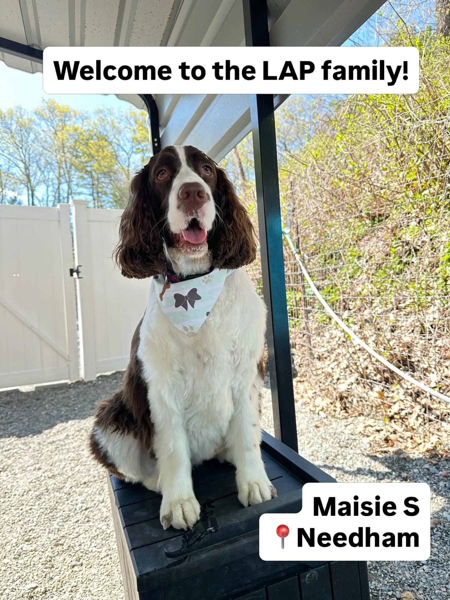 Welcome to LAP &mdash; Where your Dog is never just a number

Small group. Big hearts. Hands-on care from a local, family-owned team that genuinely loves what we do. When a new dog joins Life&rsquo;s A Pooch, we celebrate it, because every pup that w