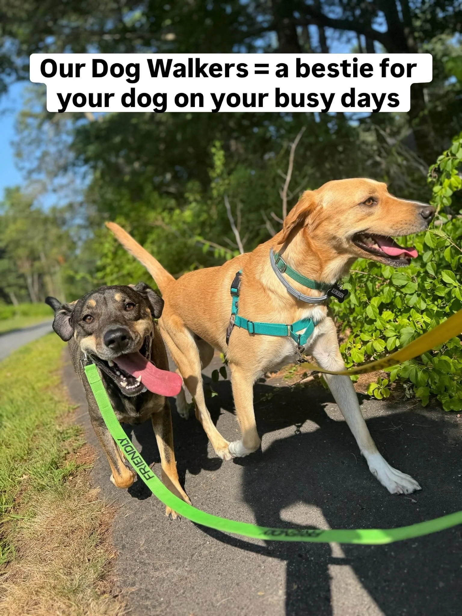🐾 Your Dog Gets Our Full Attention &mdash; Not a Fraction of It

We don&rsquo;t walk packs. We don&rsquo;t rush through neighborhoods with six leashes in hand. Every dog on our schedule receives one-on-one, focused care from a walker who knows them,