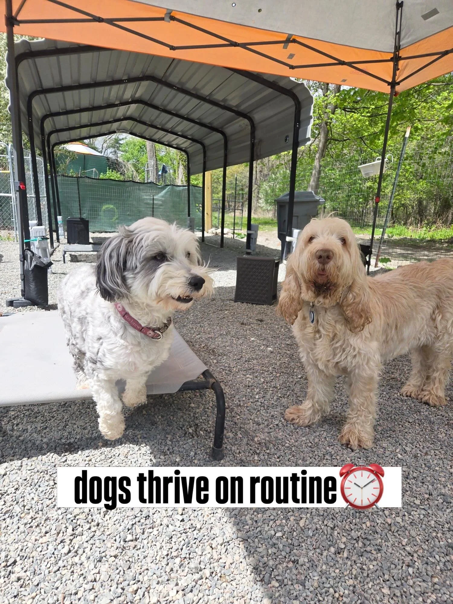 Same Faces. Same Schedule. Same Love. Every Single Week.

Dogs don&rsquo;t just want fun &mdash; they crave routine. Our consistent weekly playgroups give your pup something to look forward to and the social bonds that come from showing up again and 