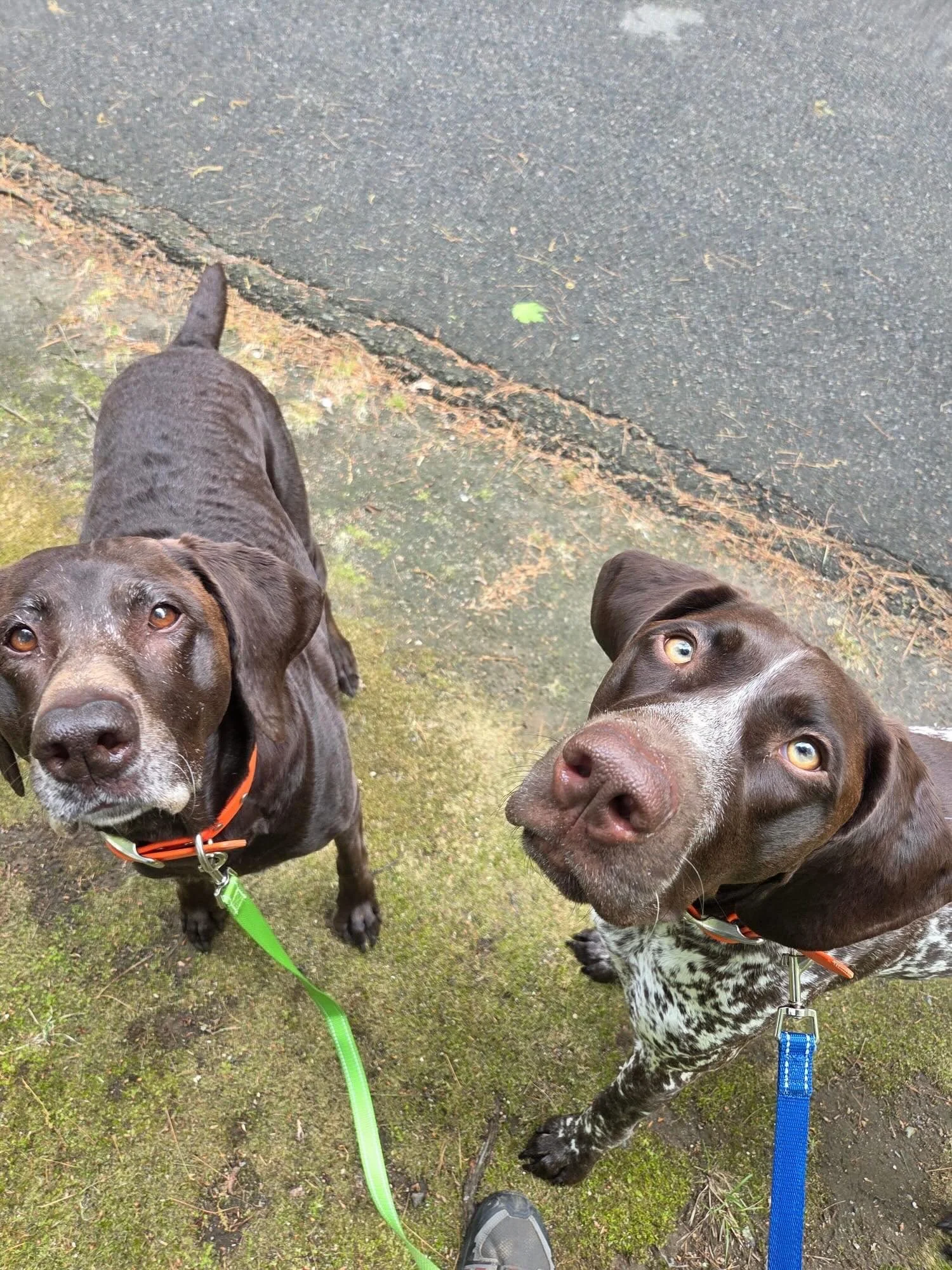 💛 A Walker Who Loves Your Dog Like We Do Changes Everything

It&rsquo;s not just about getting outside and back safely. It&rsquo;s about a person who looks forward to seeing your dog, remembers what they love, knows what unsettles them, and shows up