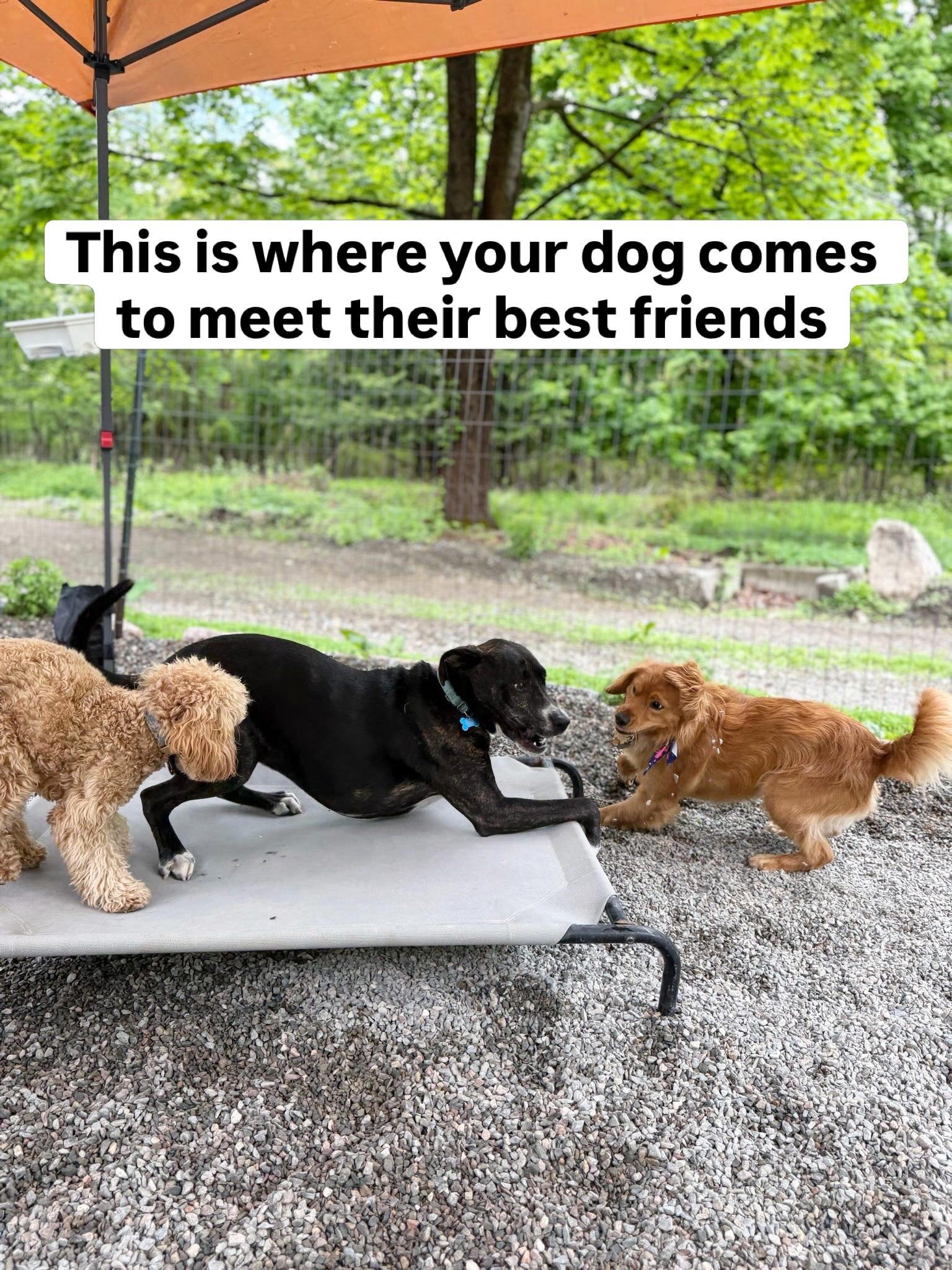 LAP Is Where Best Friends Are Made🧡🐶

Every deep dog friendship that exists in our playgroups started with a first nervous sniff and a carefully managed introduction. What grew from there &mdash; the chase partners, the wrestling buddies, the dogs 