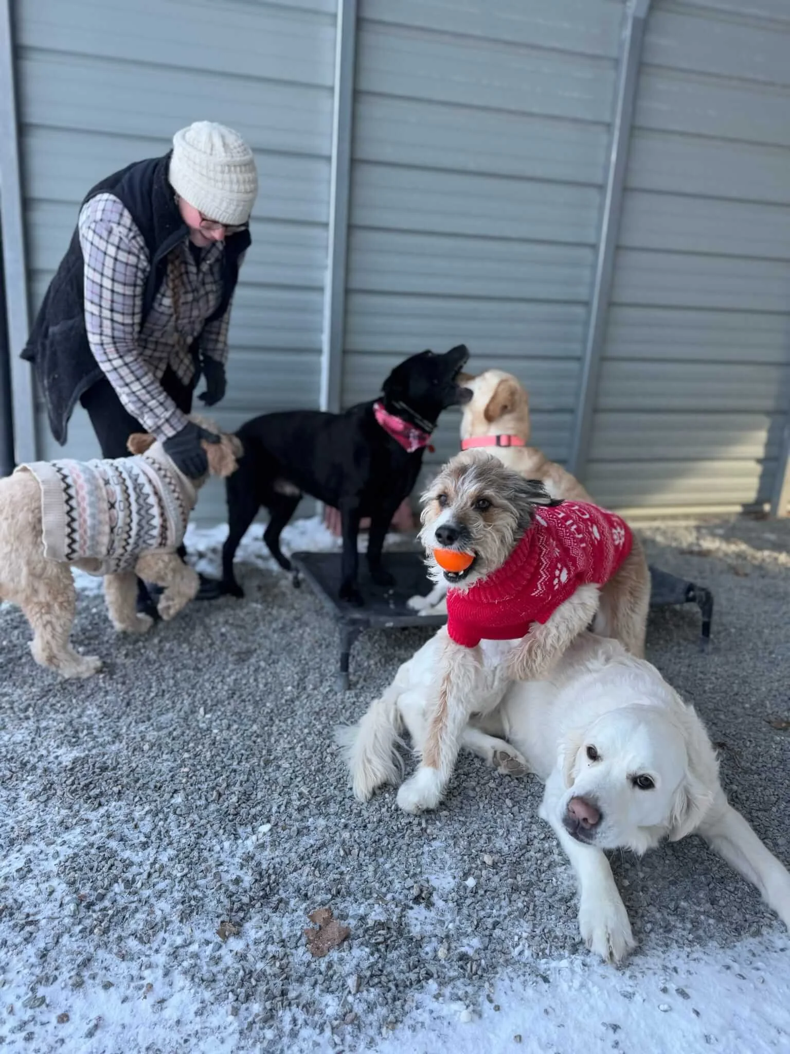 best dog day care needham medfield.jpeg