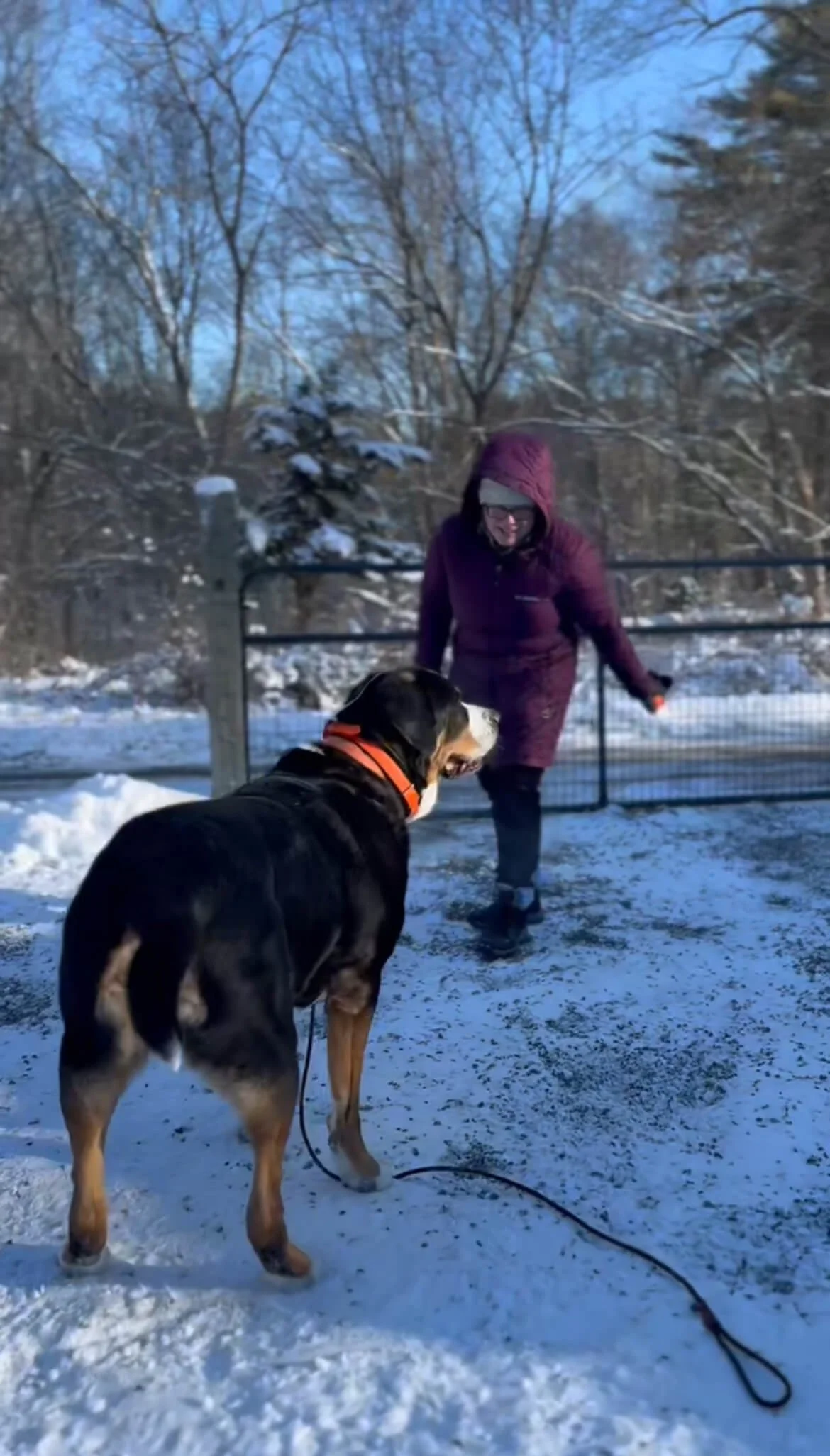 expert dog behavior training obedience safe play.jpeg