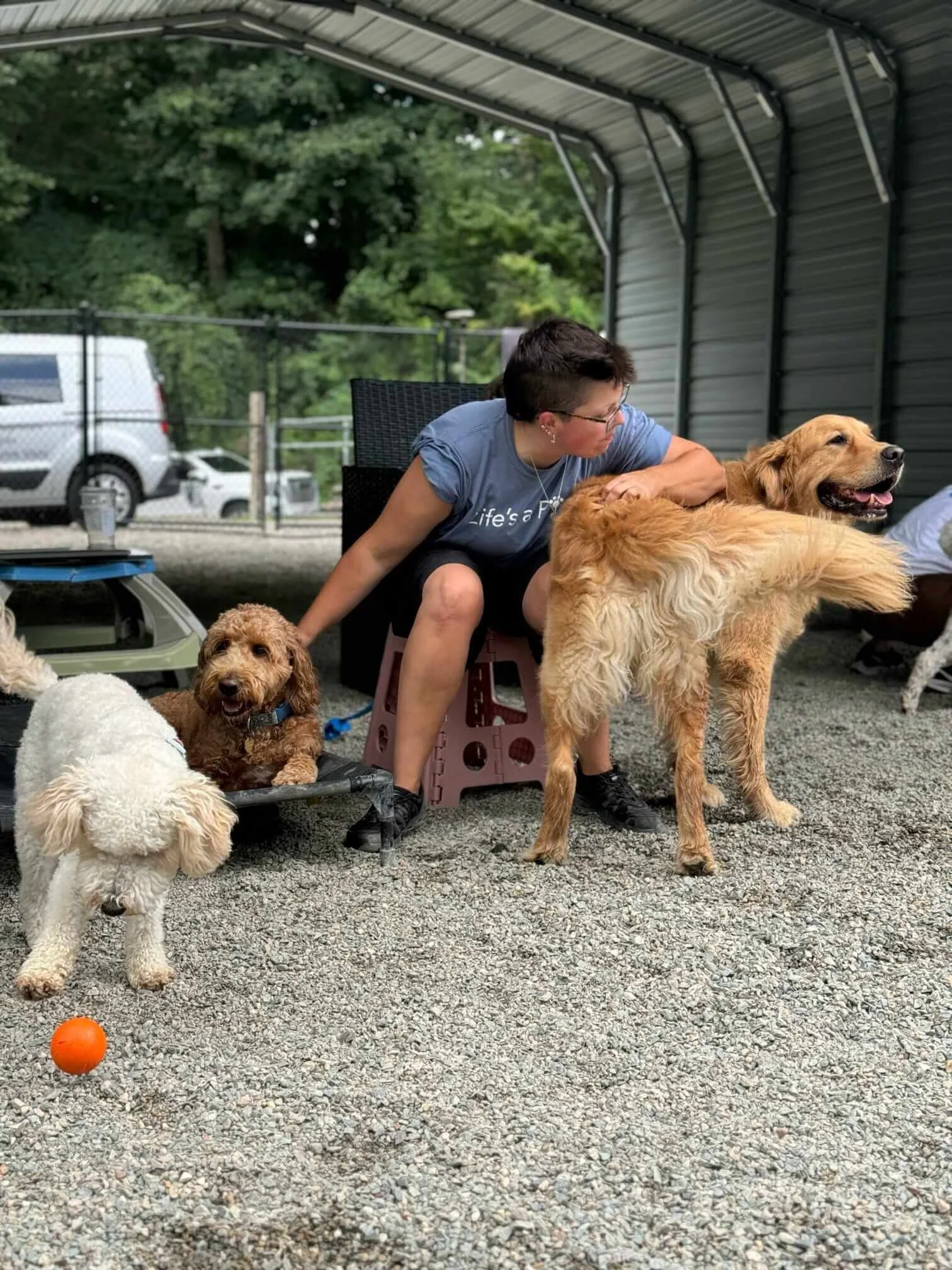 best dog day care expert socialization 02459.JPEG