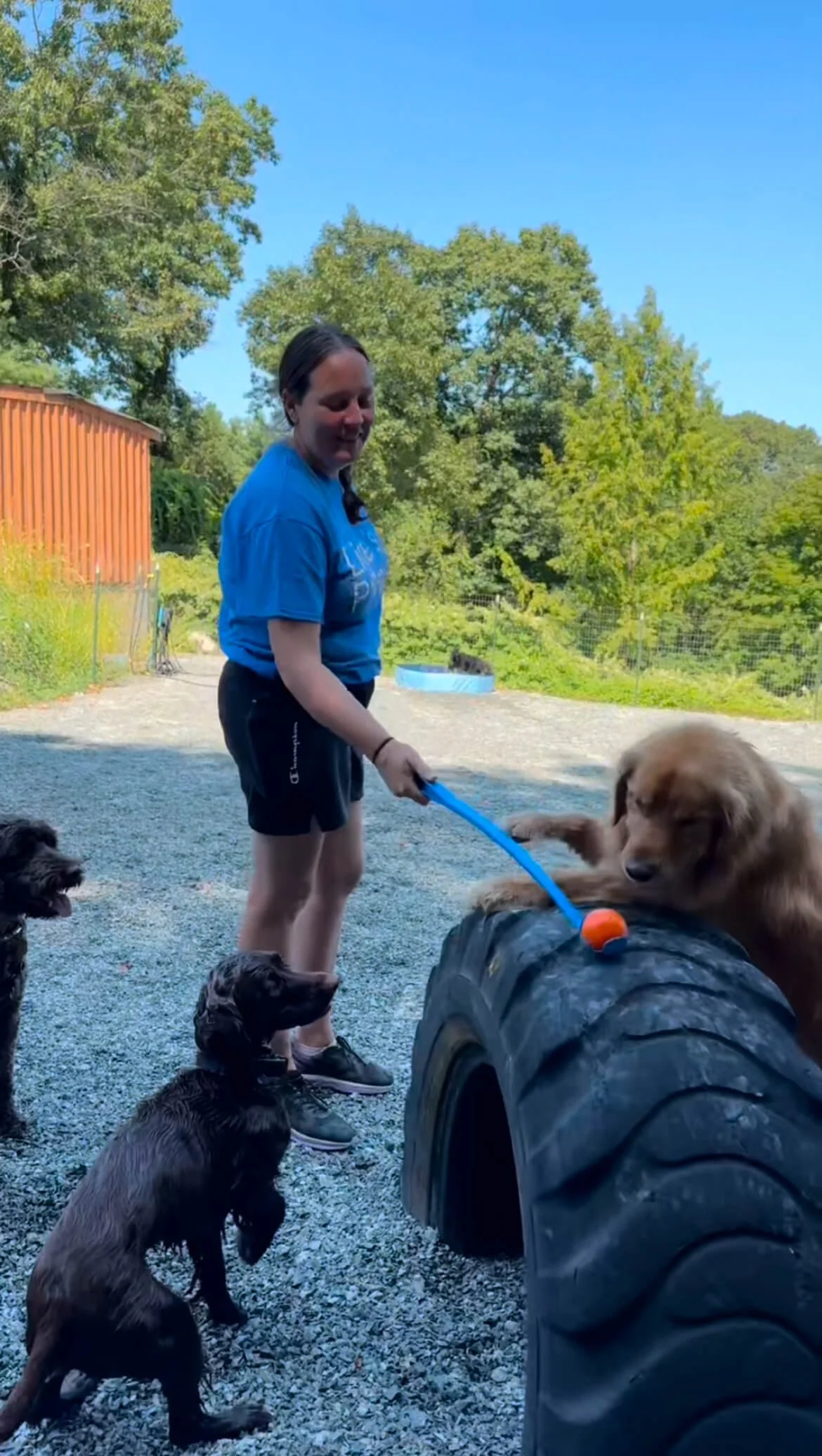 expert dog trainer medfield needham dover sherborn.jpeg