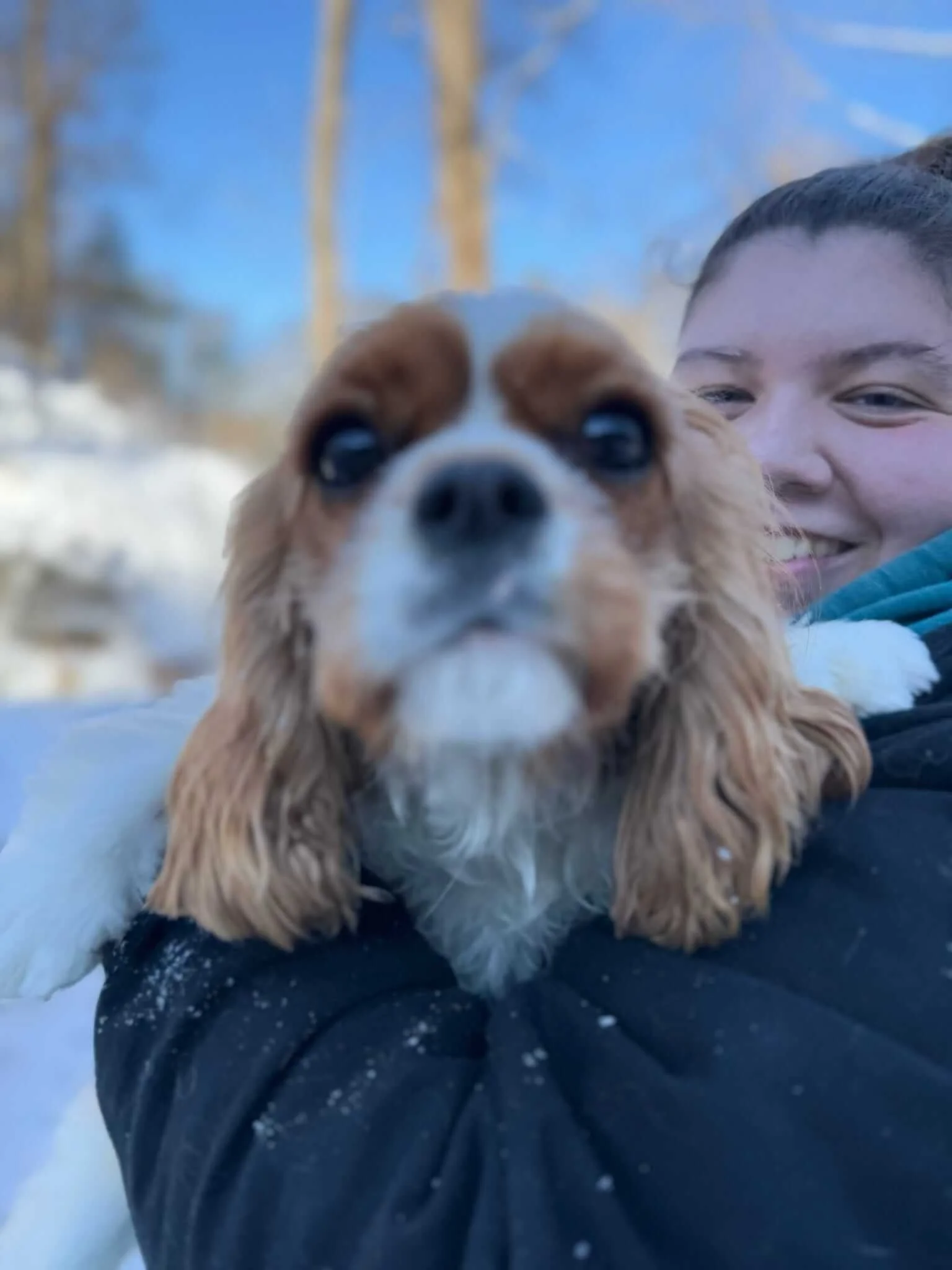 dog day care medfield needham best near me.jpeg