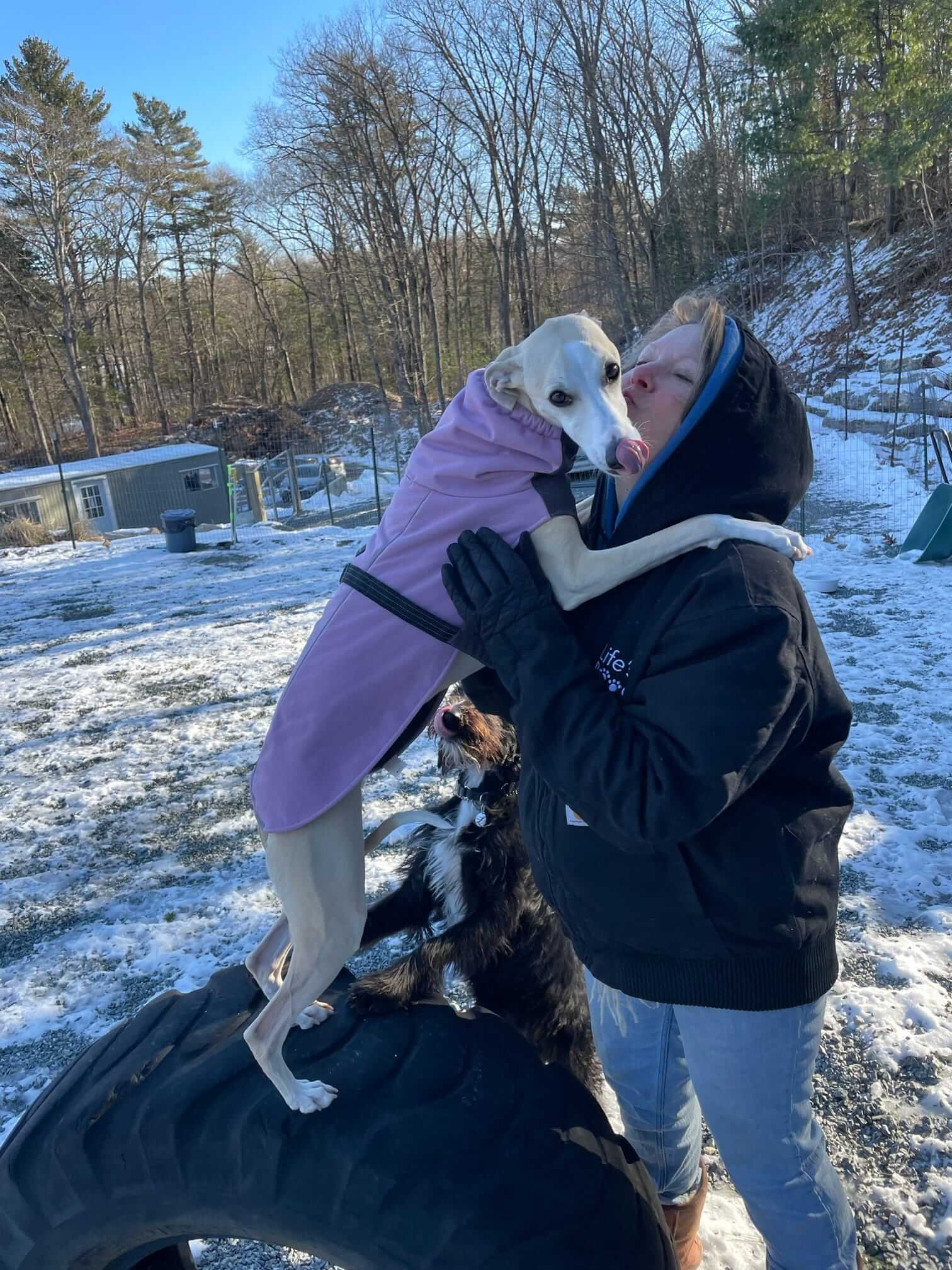 expert at home dog training needham medfield.JPEG