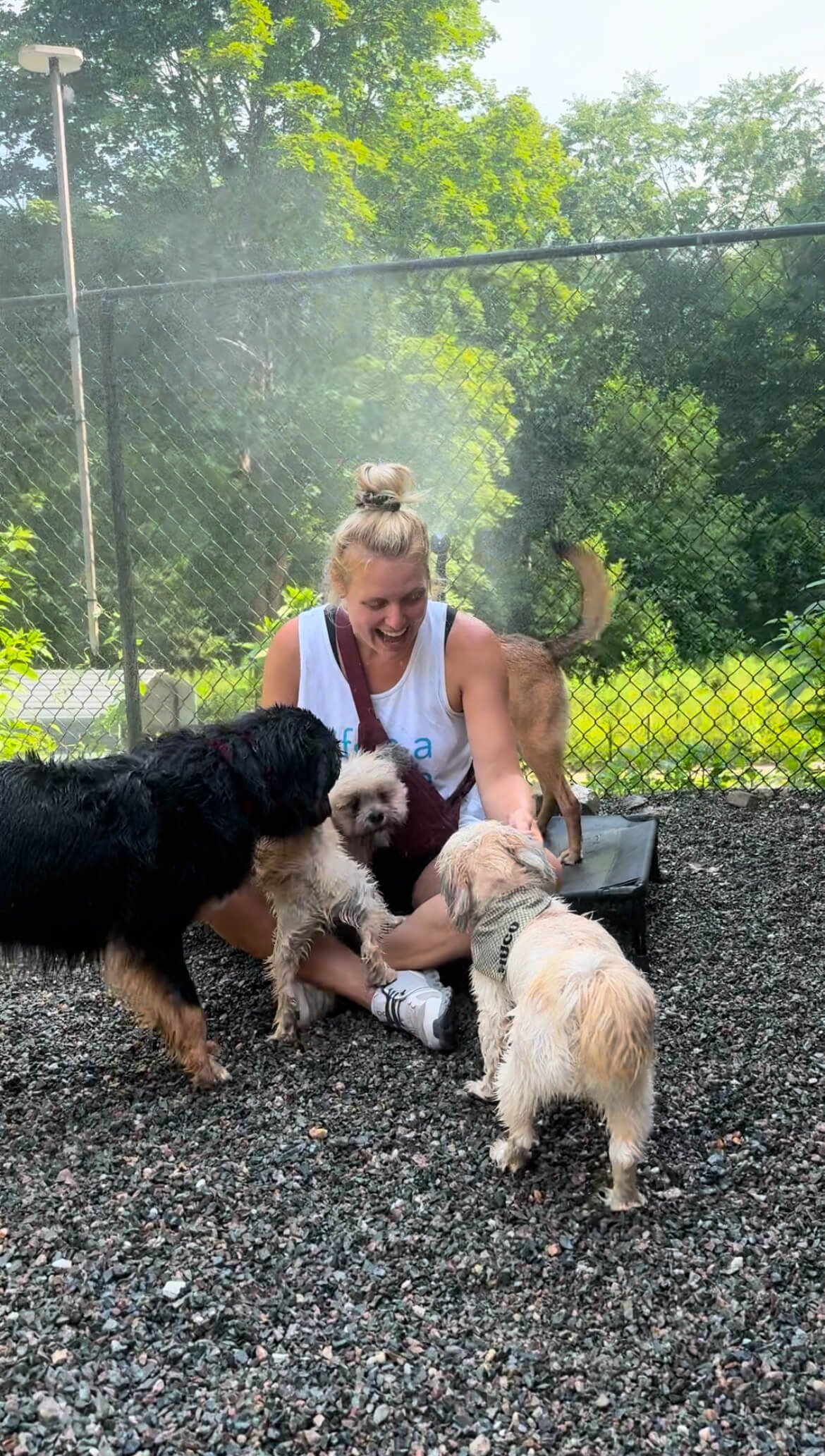 best doggy day care needham obedience socialization.jpeg