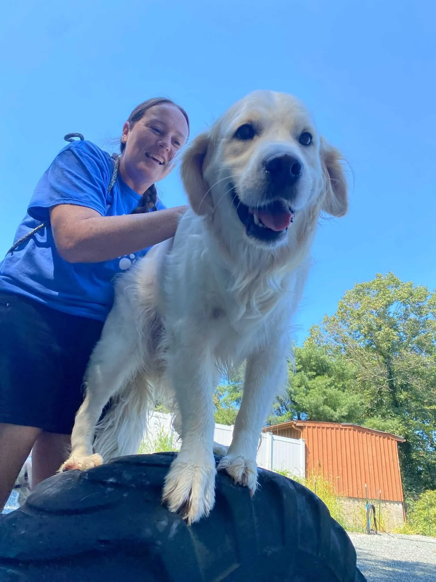 expert puppy obedience training medfield needham.JPEG