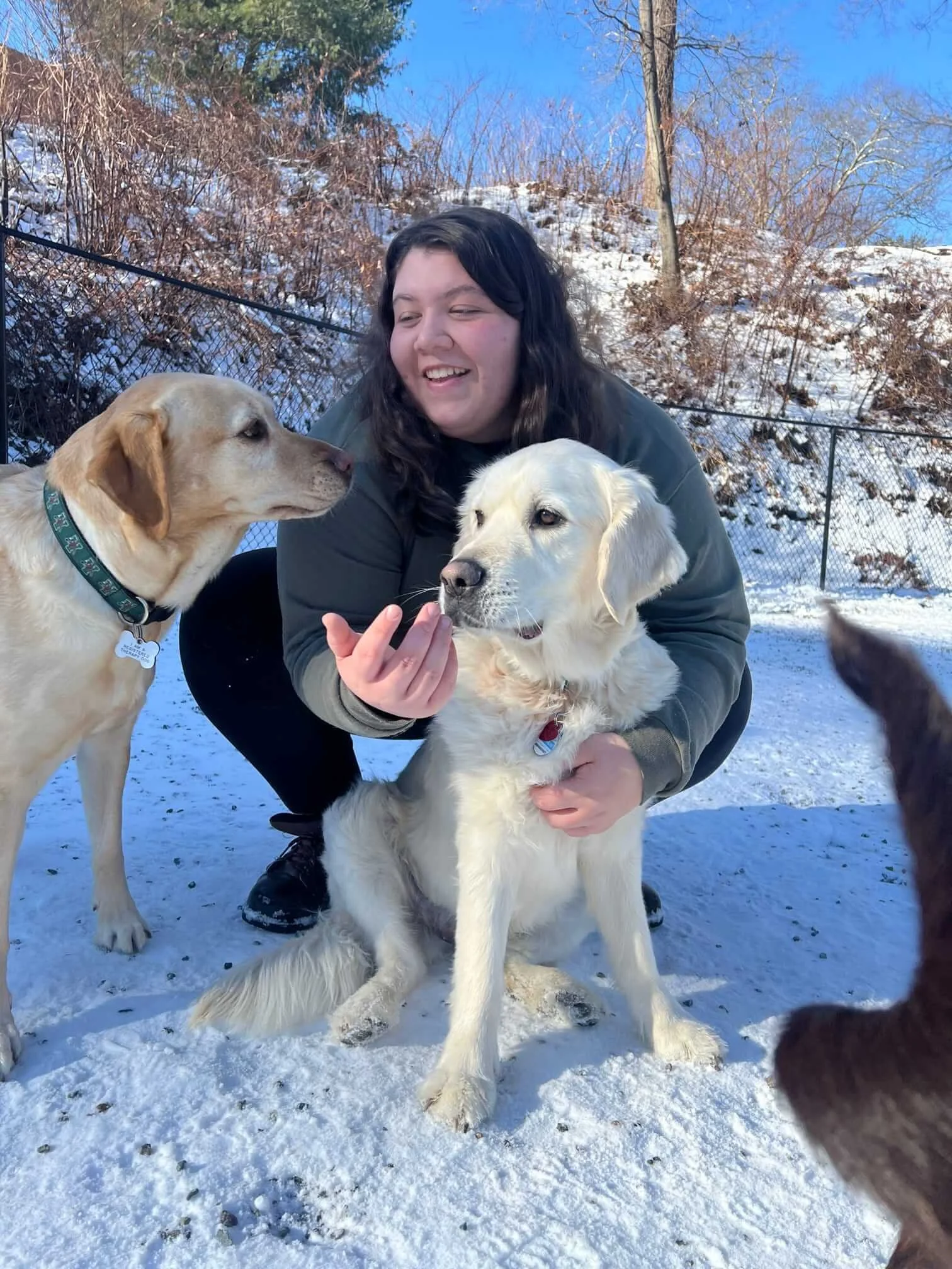 best doggy day care needham.jpeg