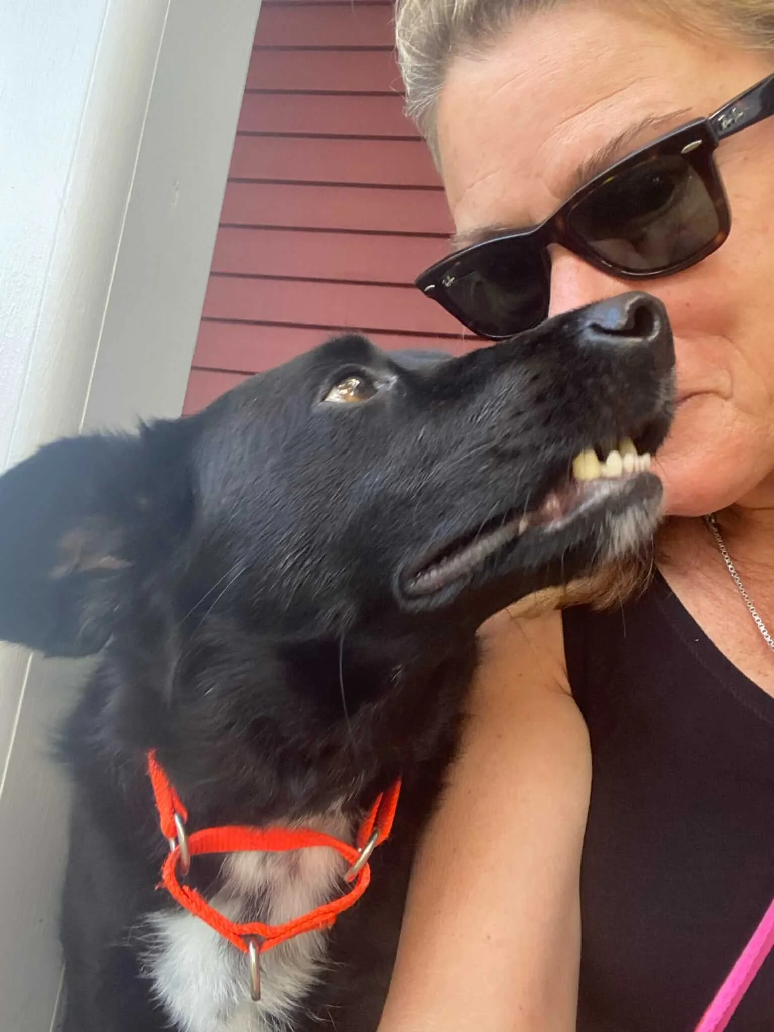 best dog walker medfield dover sherborn reliable safe.JPEG