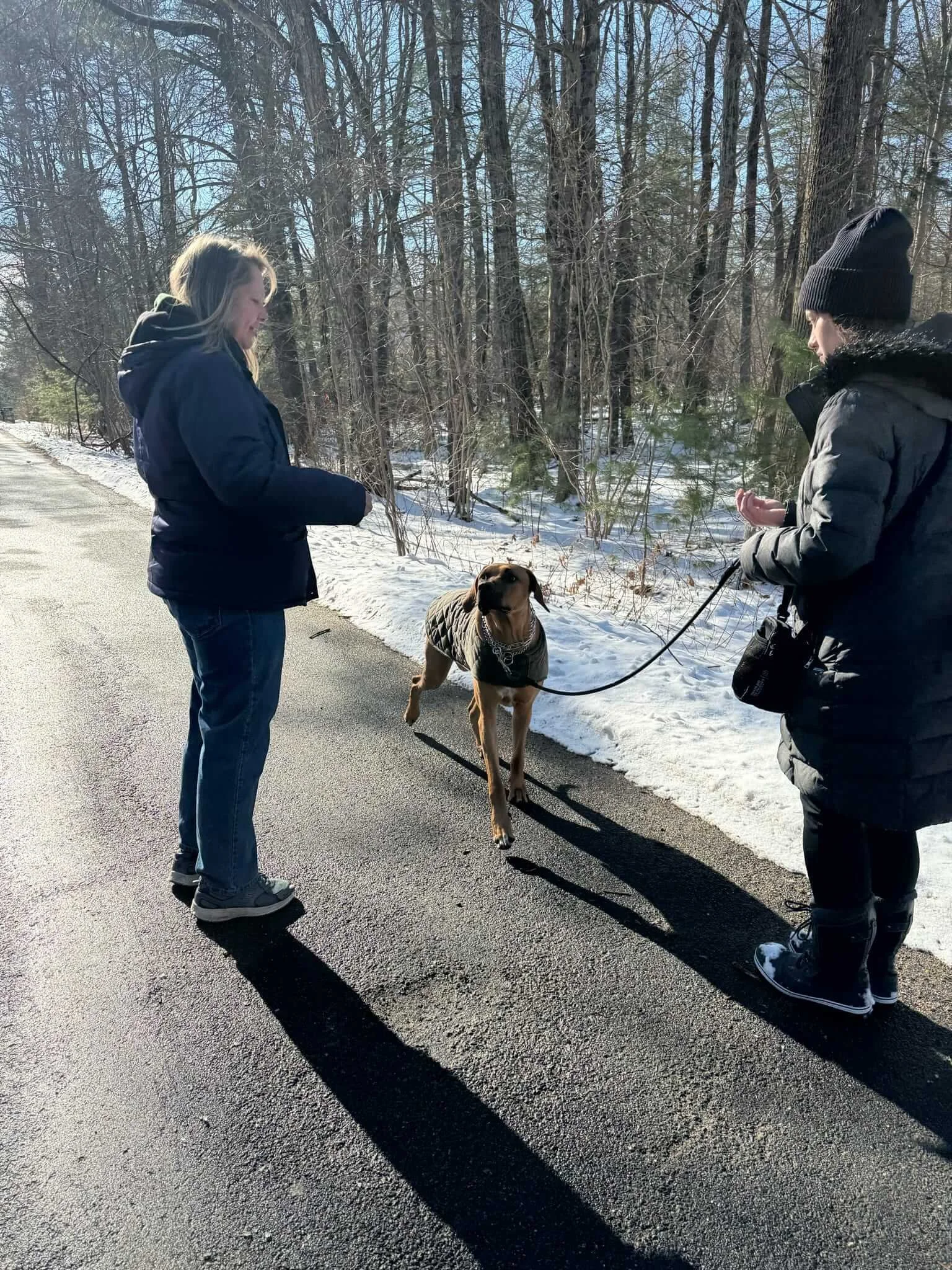 best dog walker near me medfield needham dover sherborn.JPEG
