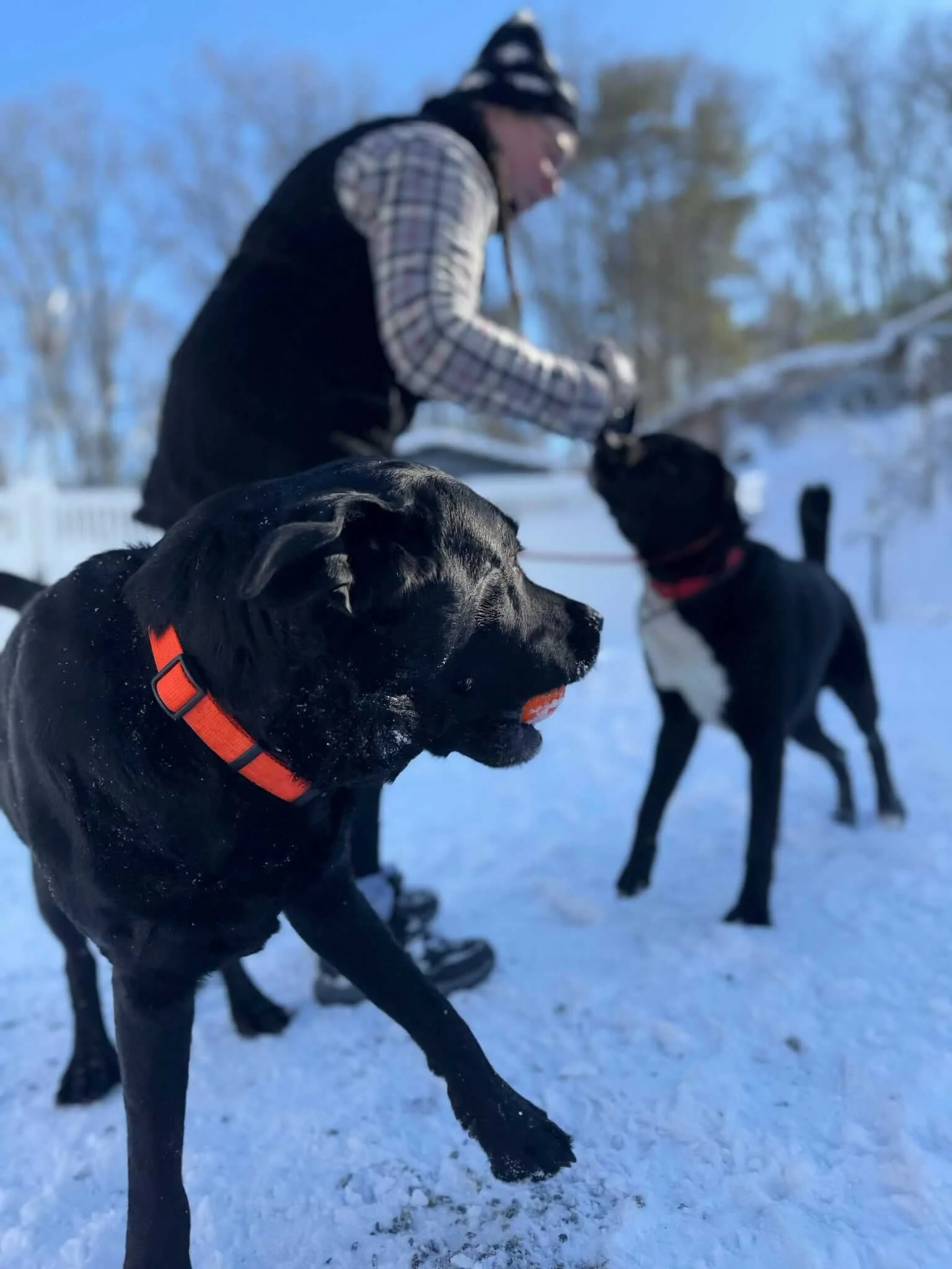 dog socialization training near me medfield needham dover sherborn.jpeg