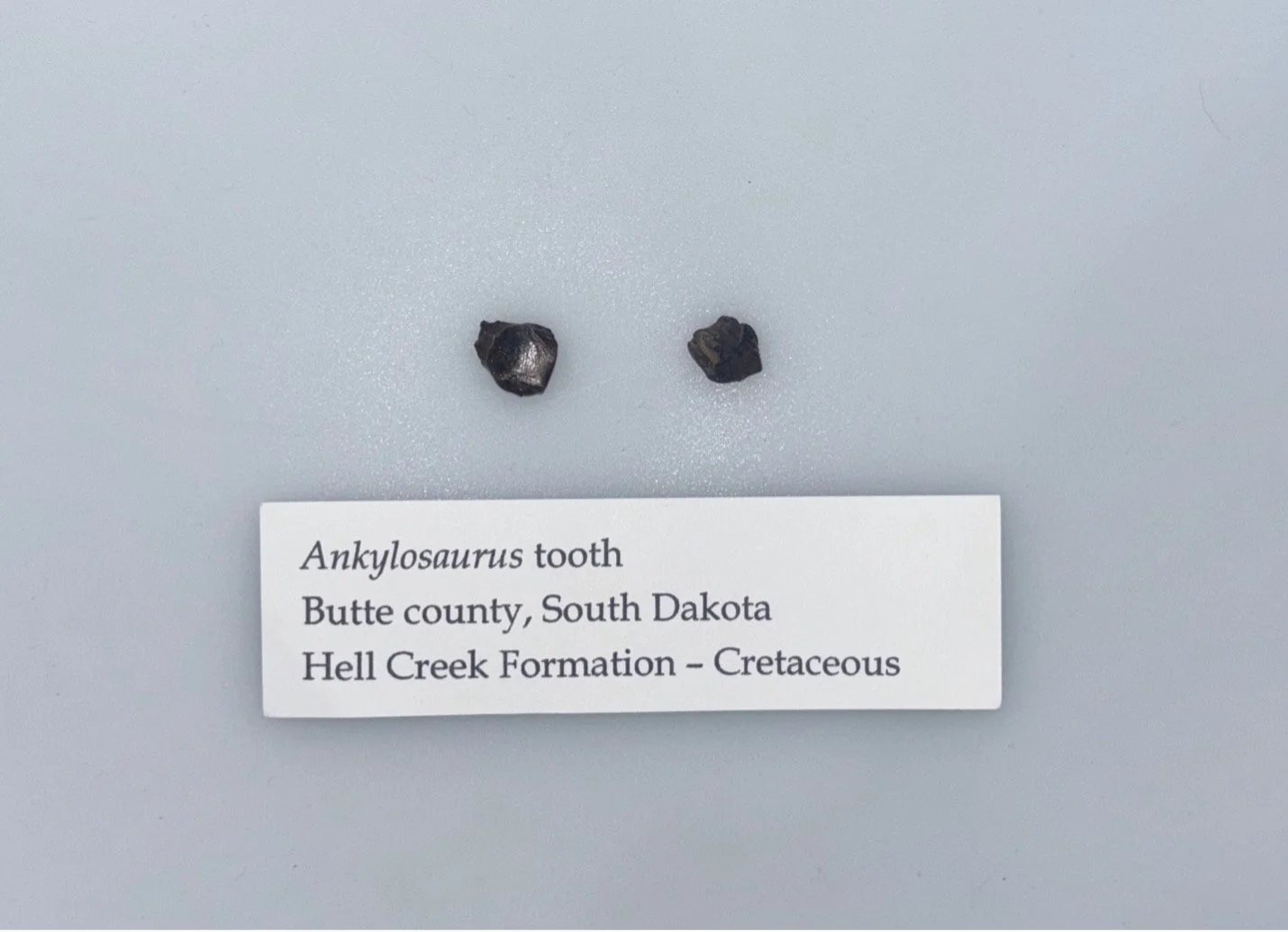 Ankylosaurus