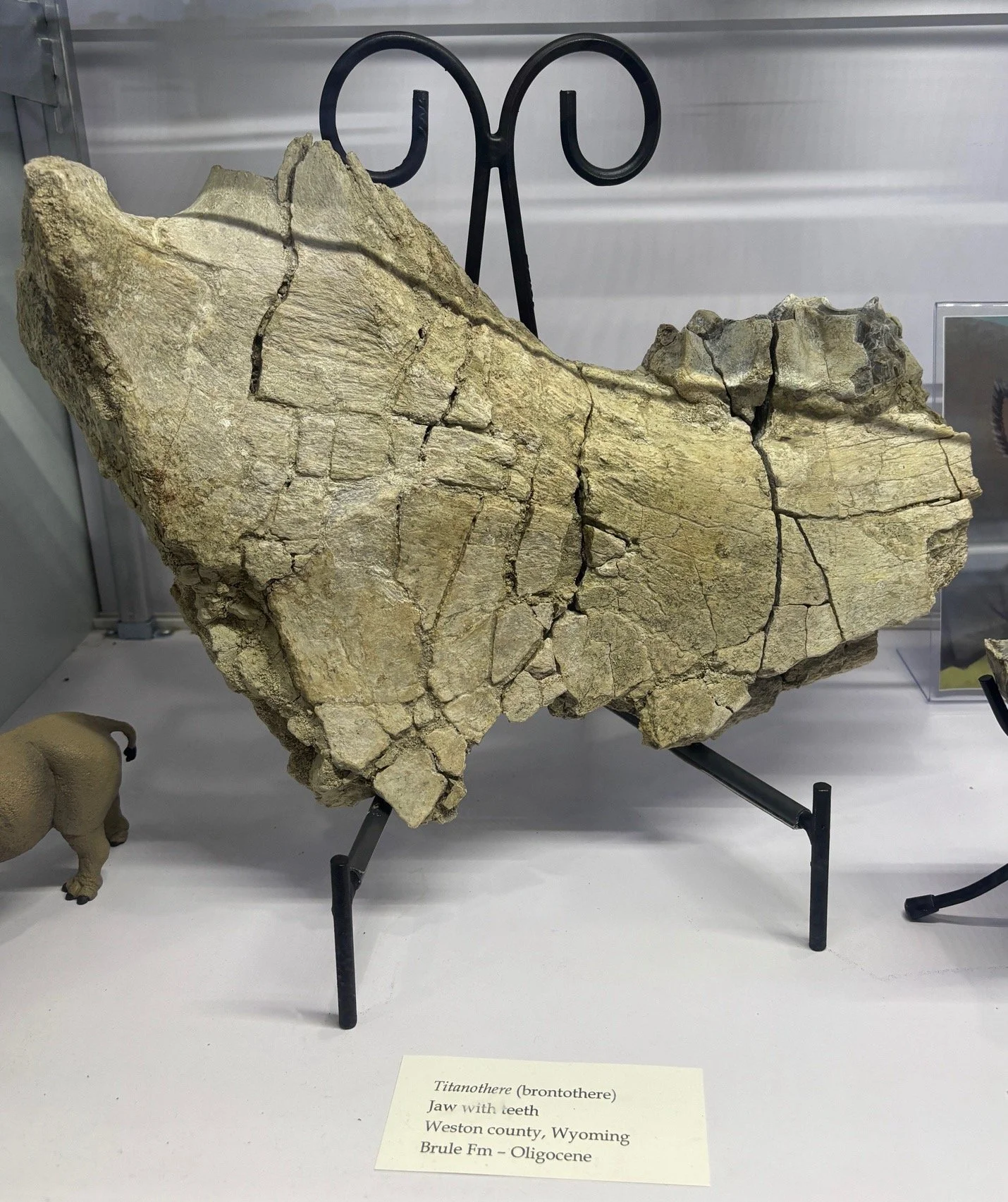 Brontotherium or Megacerops (Eocene)