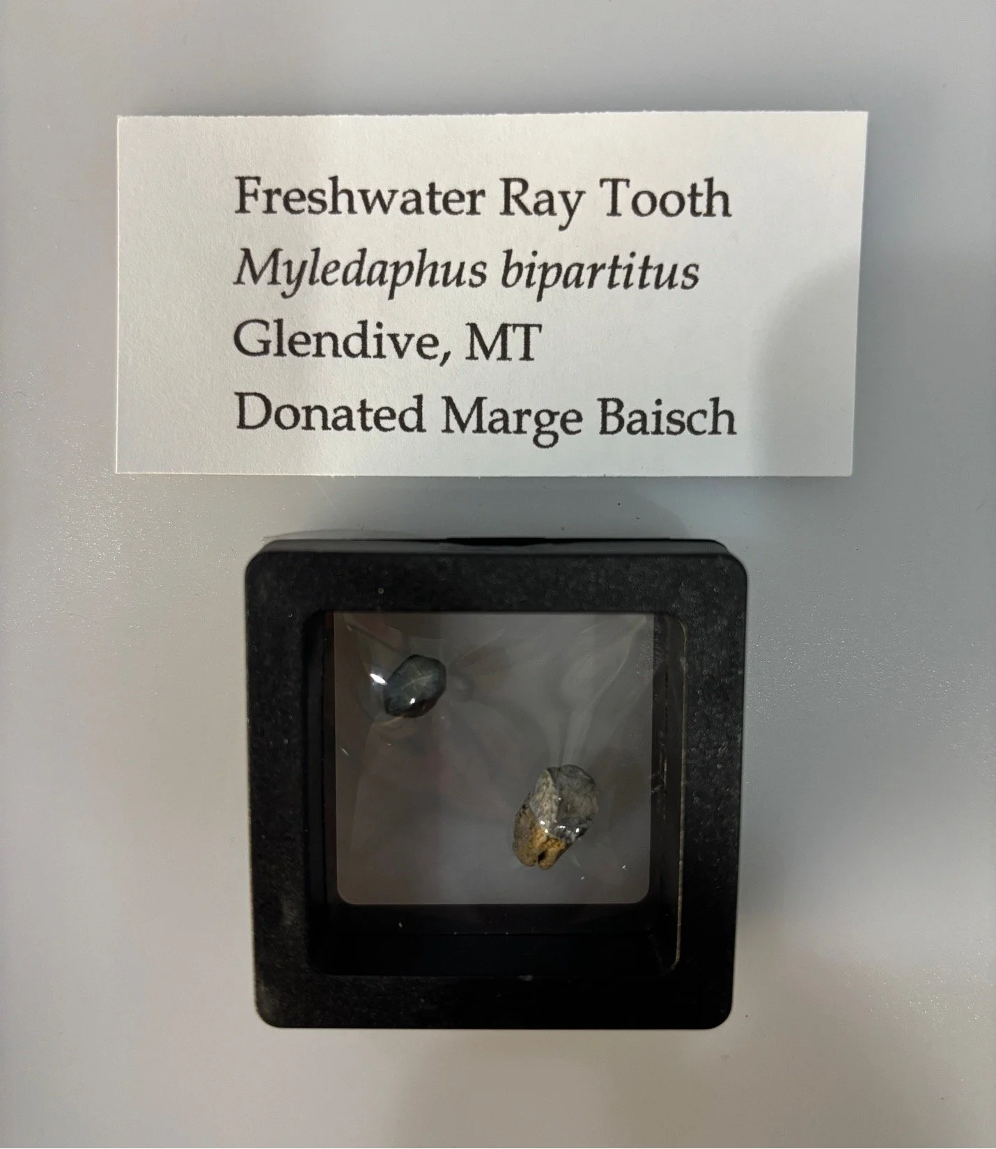 Fresh Water Ray