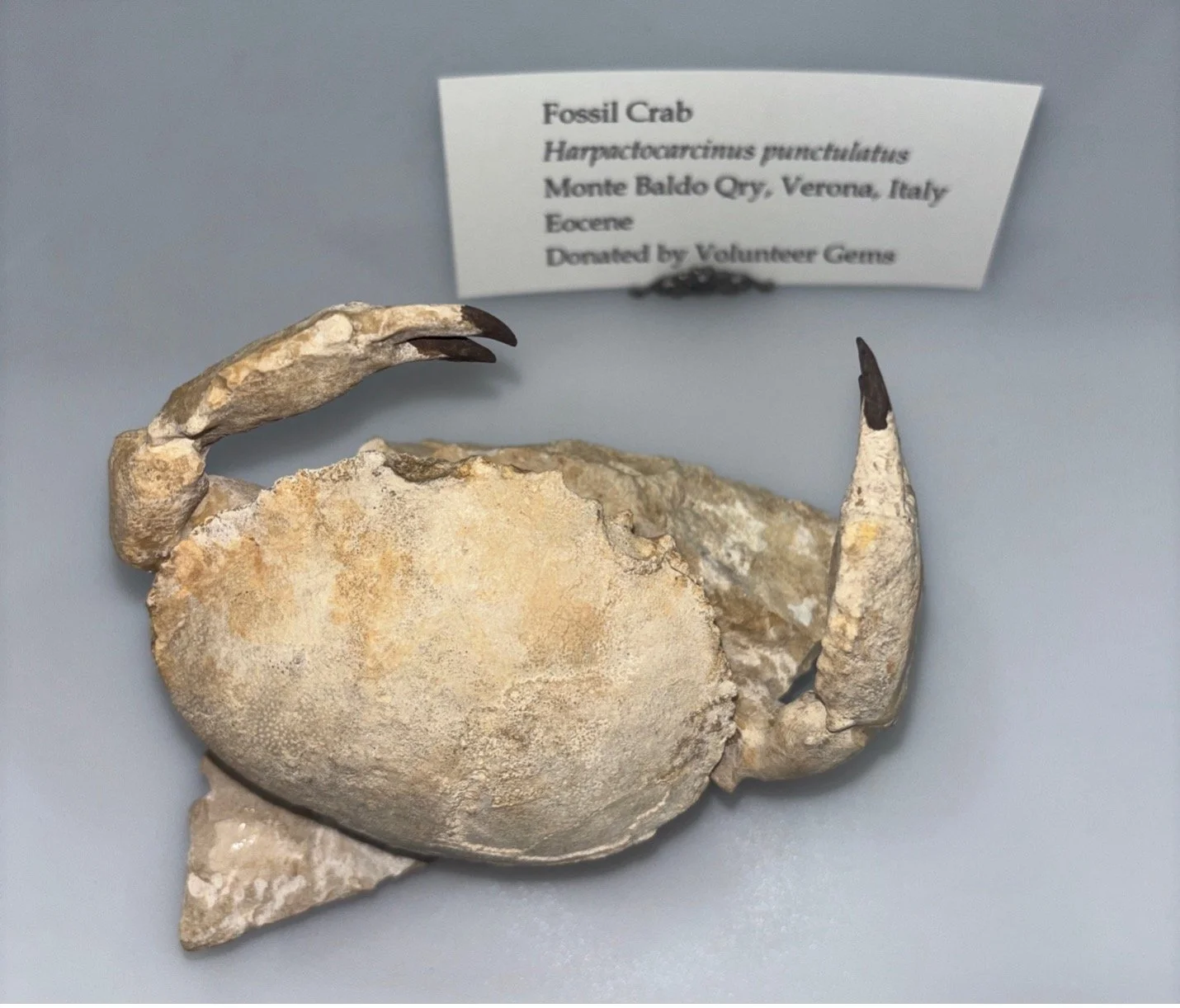 crab 2.jpg