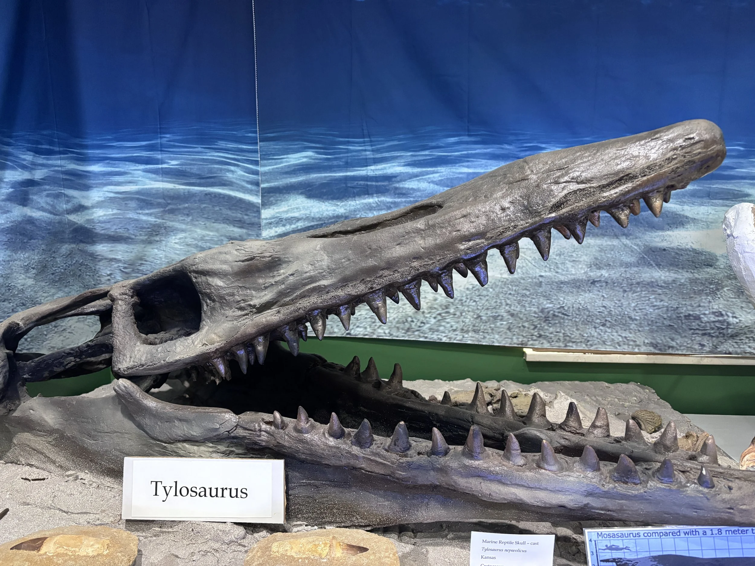 Mosasaurs (Cretaceous)