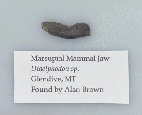 Otter-like Marsupial Relative