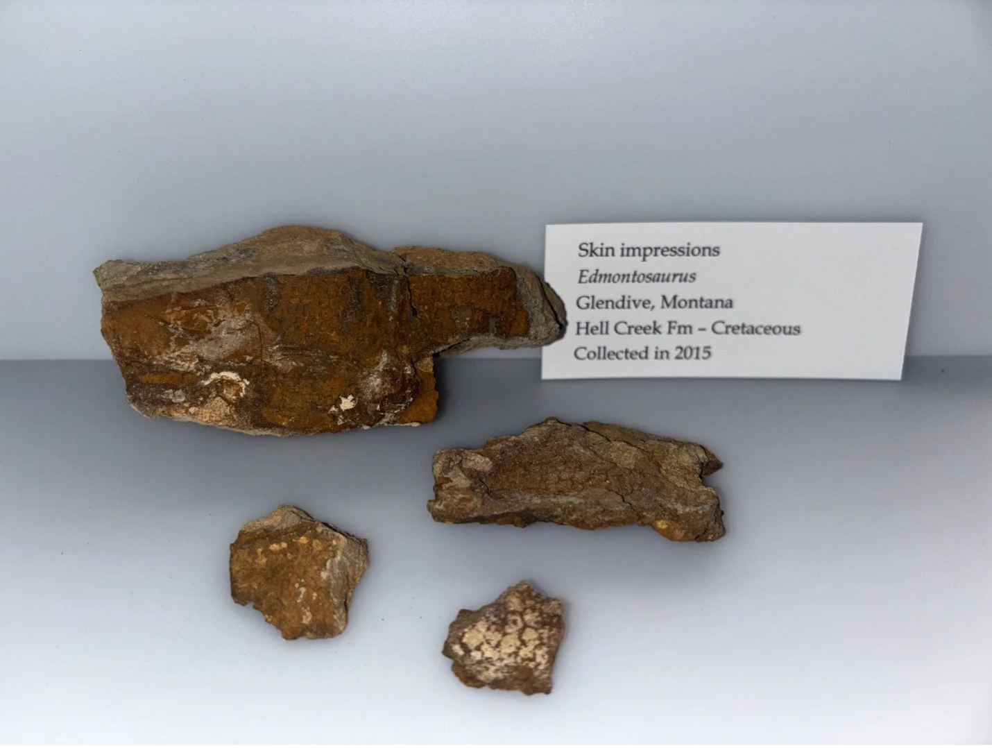 Hadrosaurs