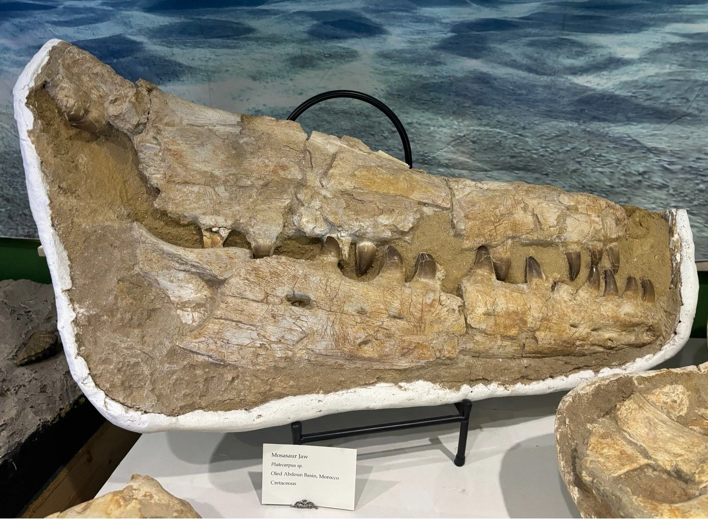 Mosasaur 1.jpg