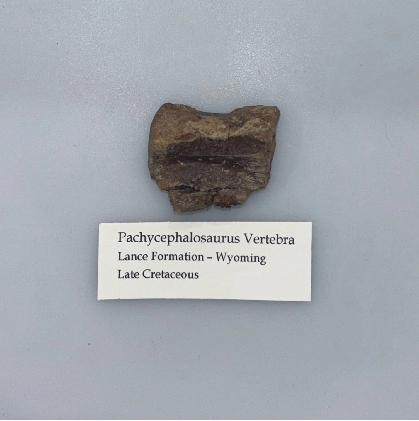 Pachycephalosaurus