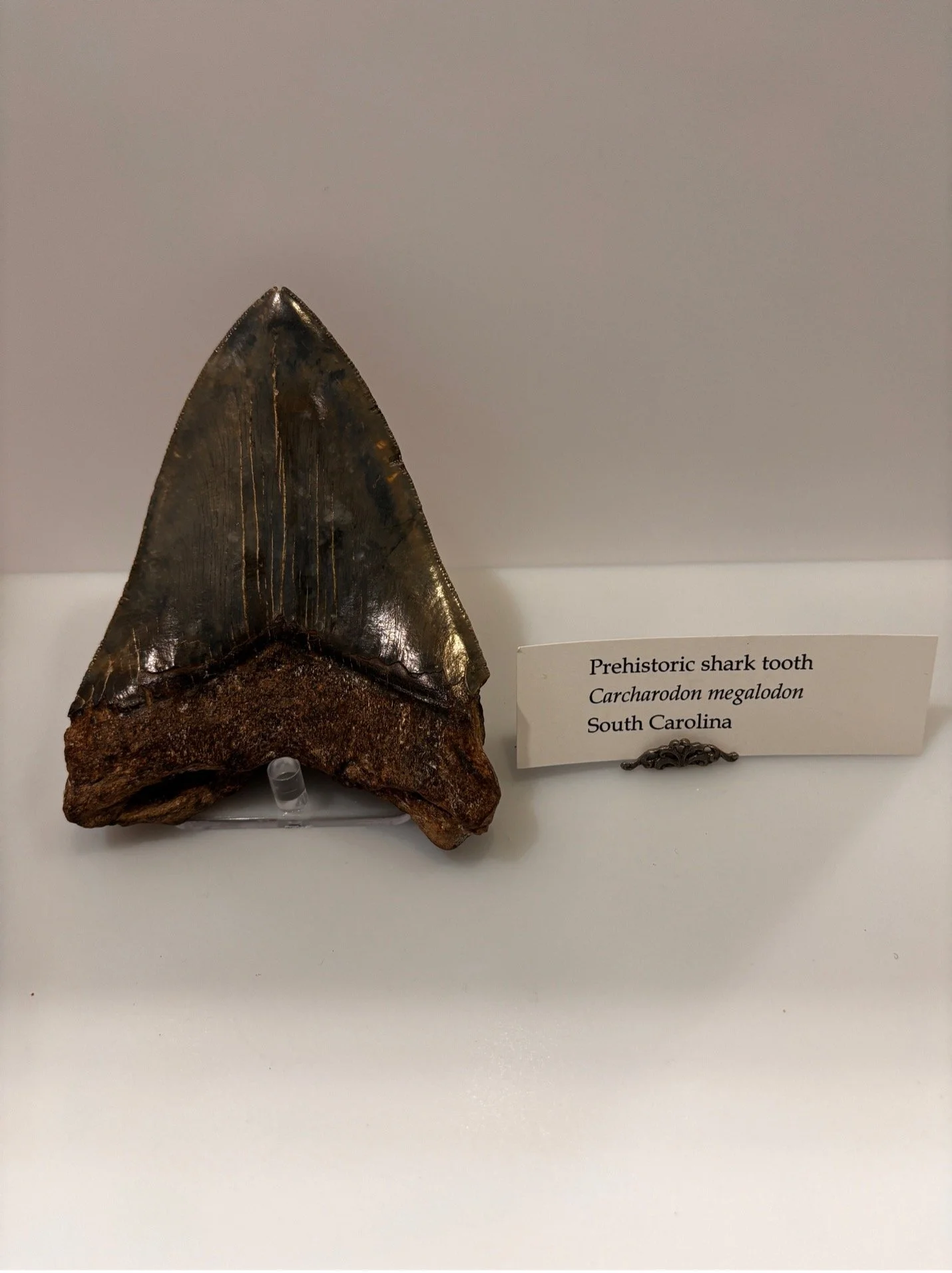 meg tooth 1.jpg