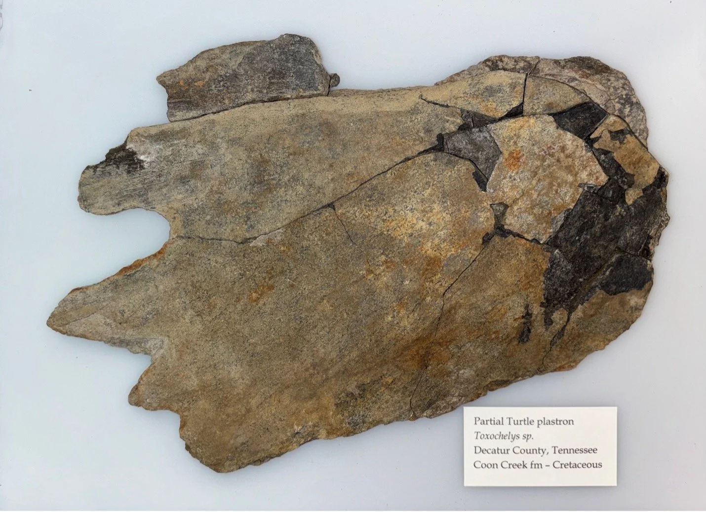 Ancient Sea Turtle:
