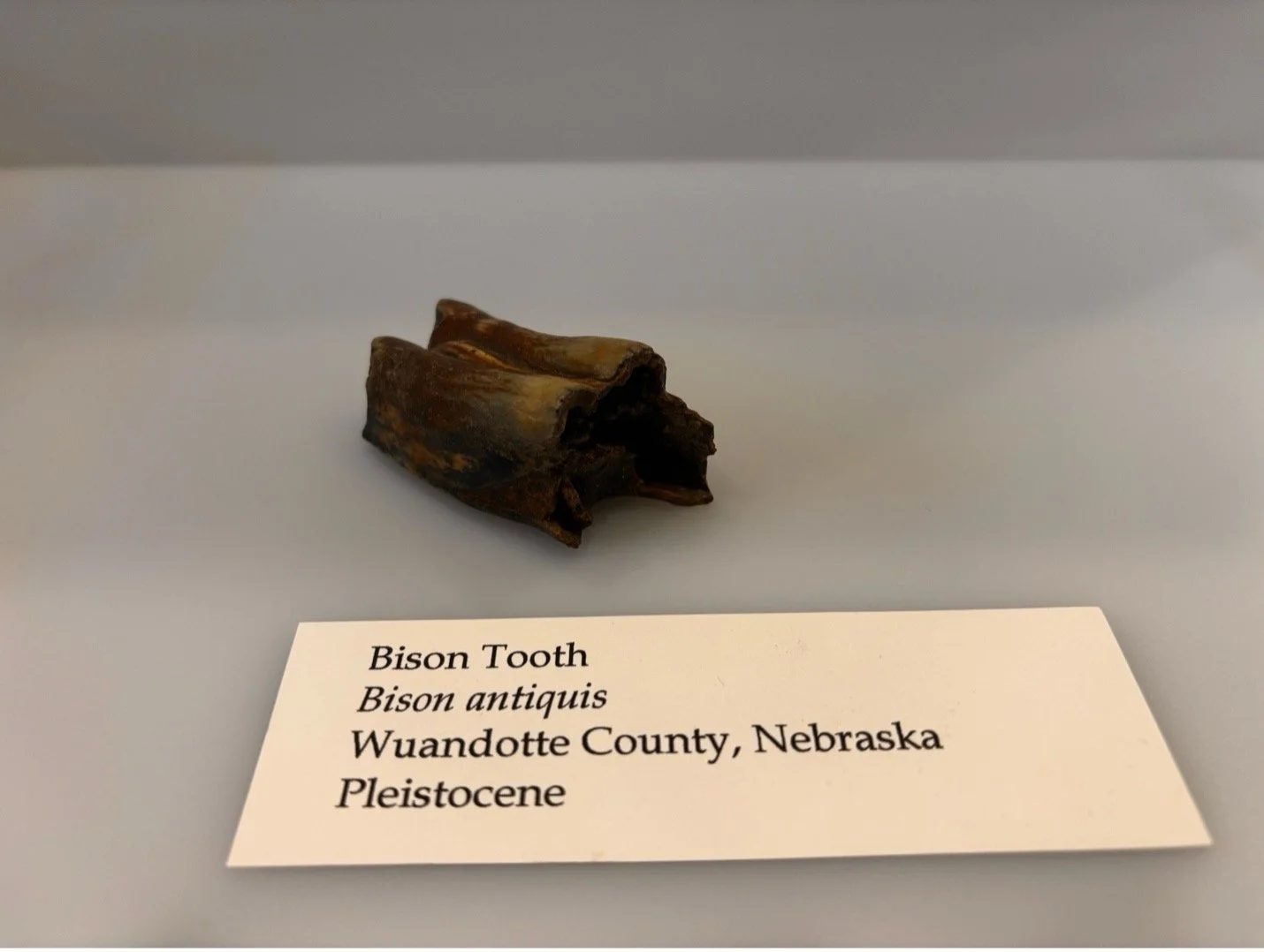 bison tooth.jpg