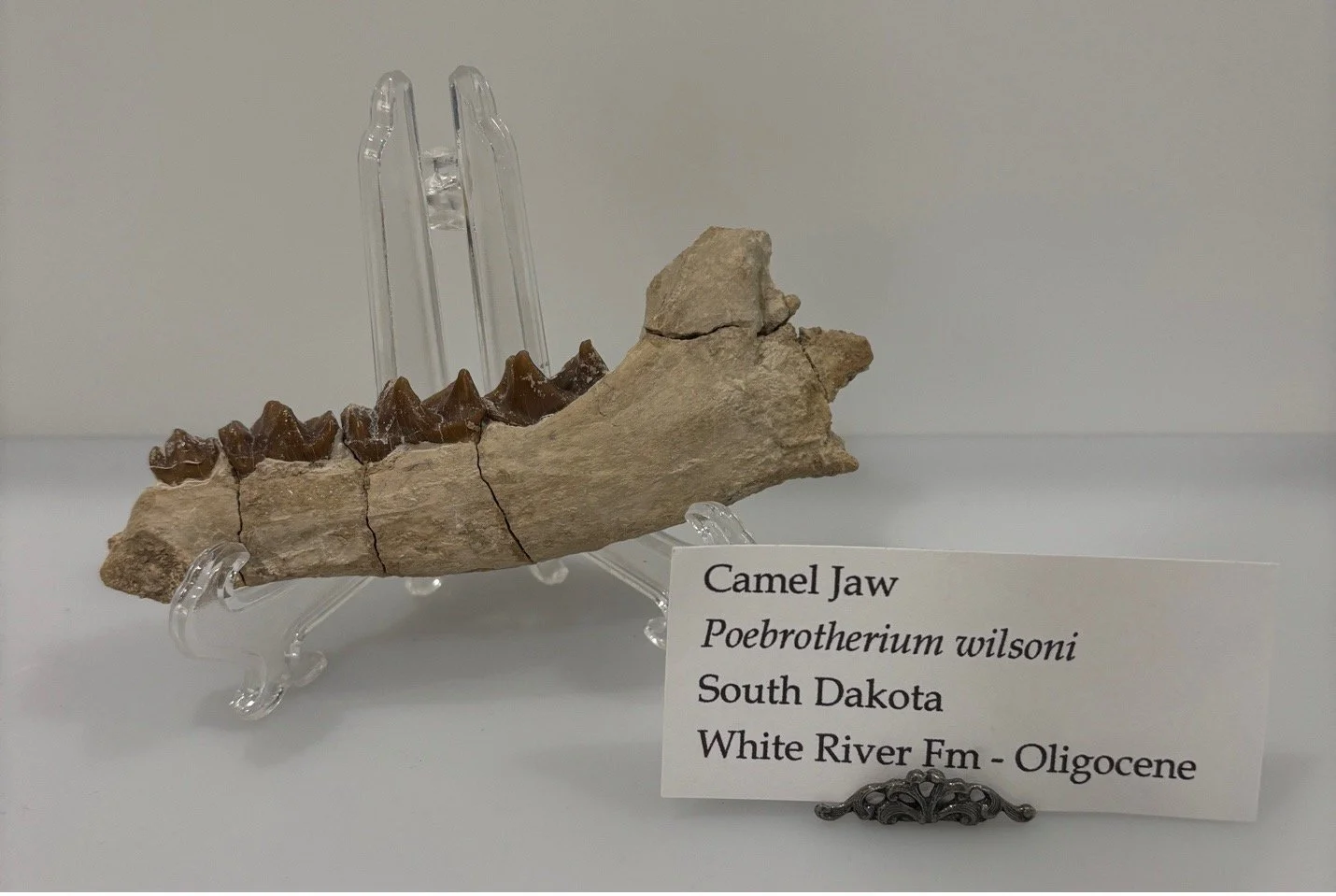 camel jaw.jpg