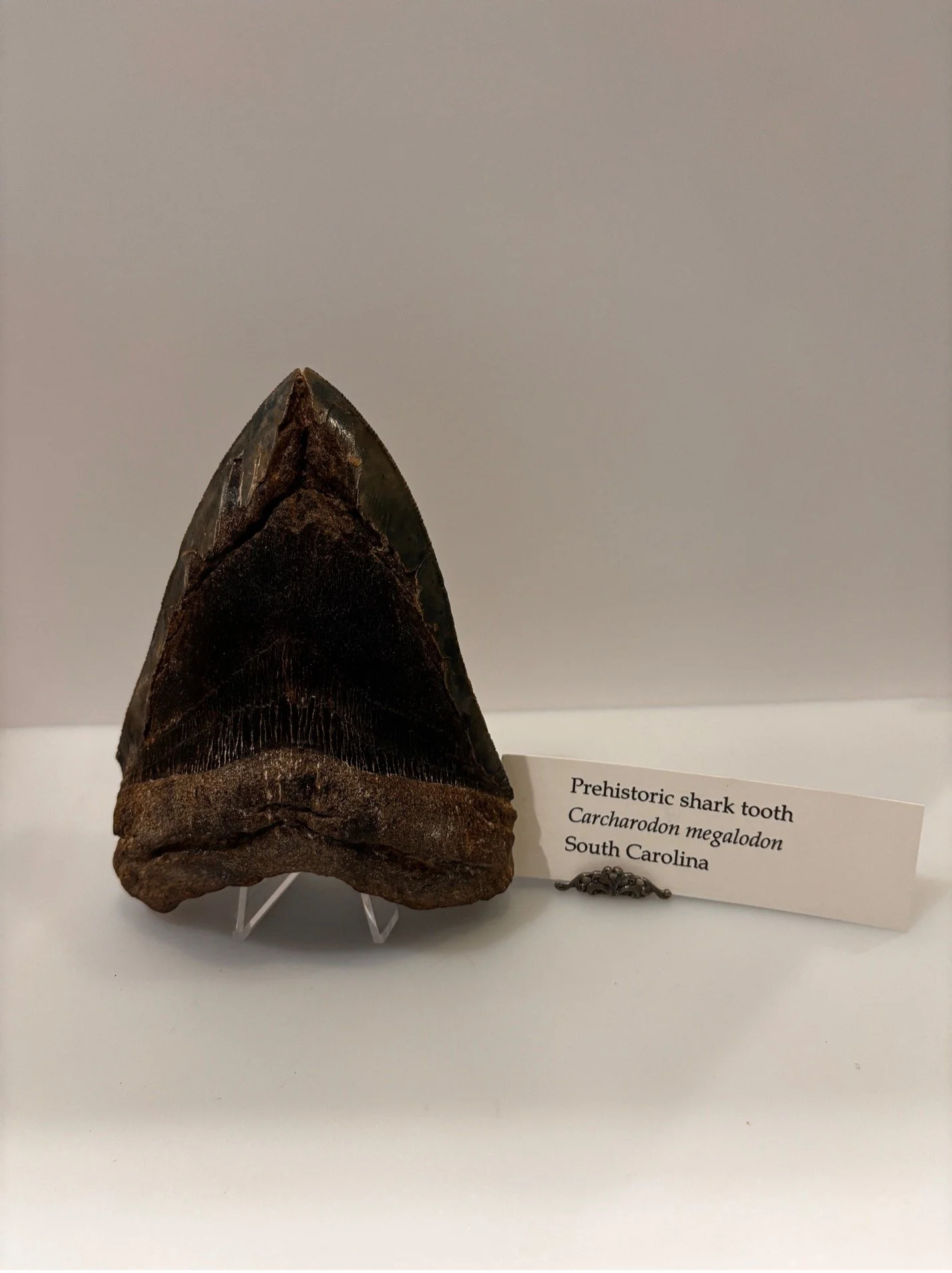 meg tooth 2.jpg